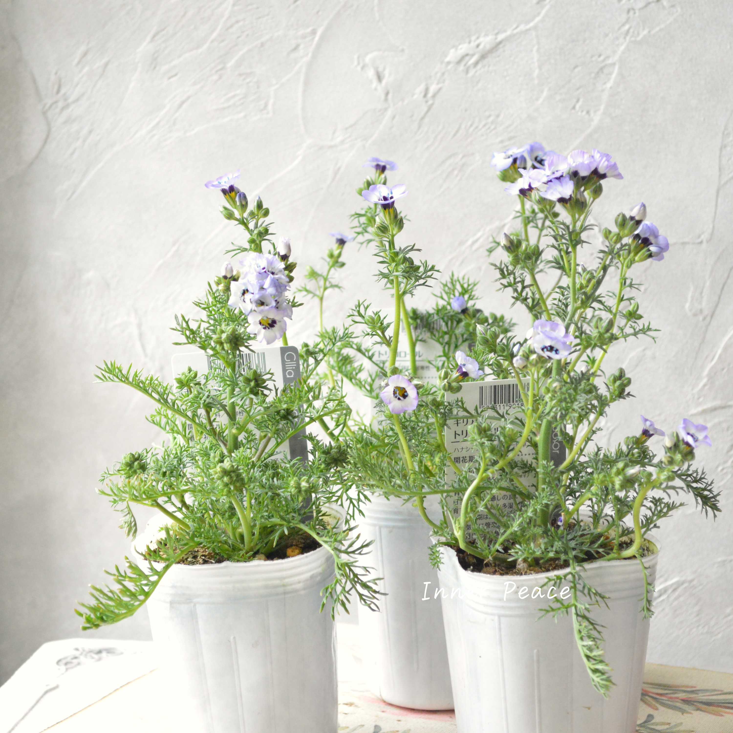 【美しい】 ギリア 『トリコロール』 植え込み用 3寸POT