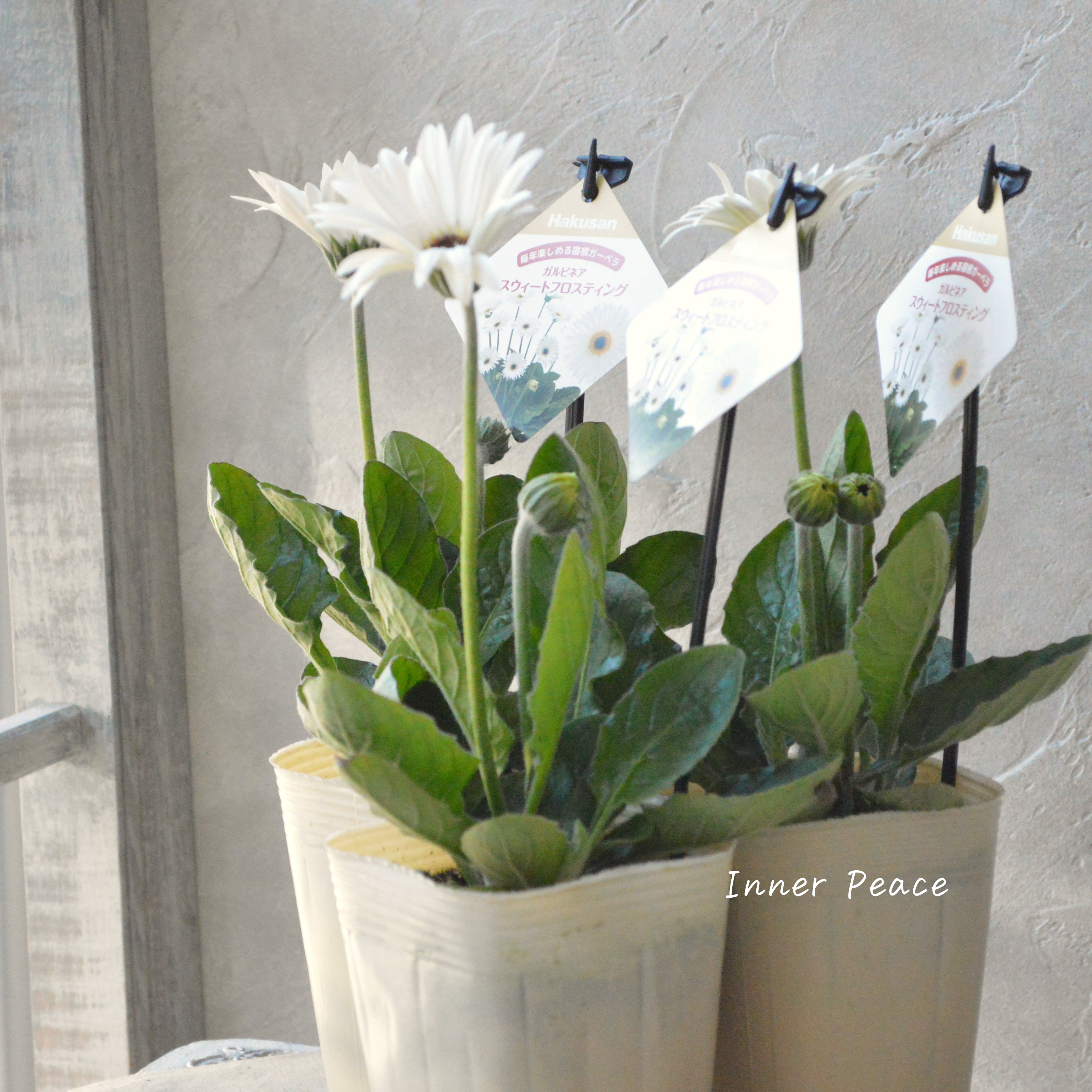 【宿根】 ガルビネア 『スウィートフロスティング』 3.5寸POT