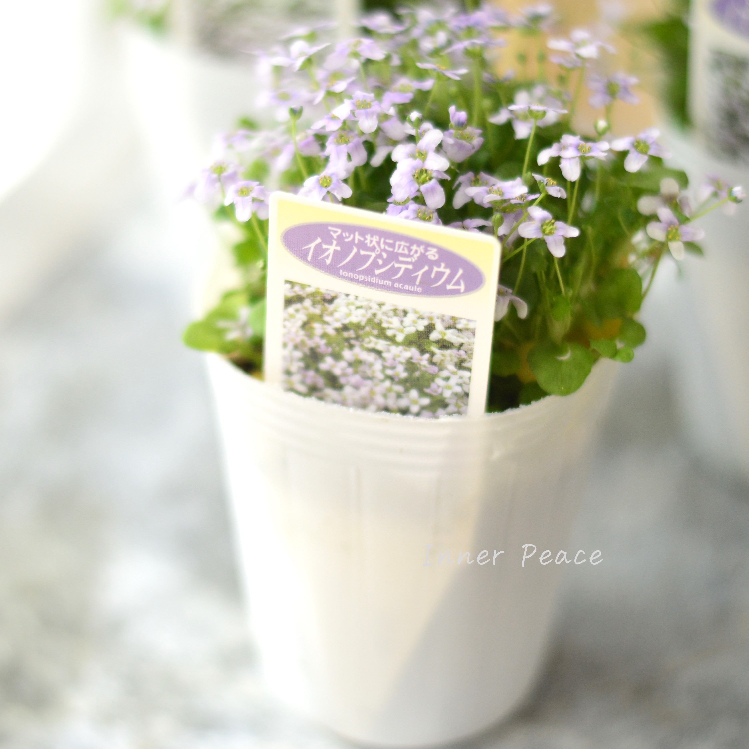 【かわいい】 イオノプシディウム 2.5寸POT