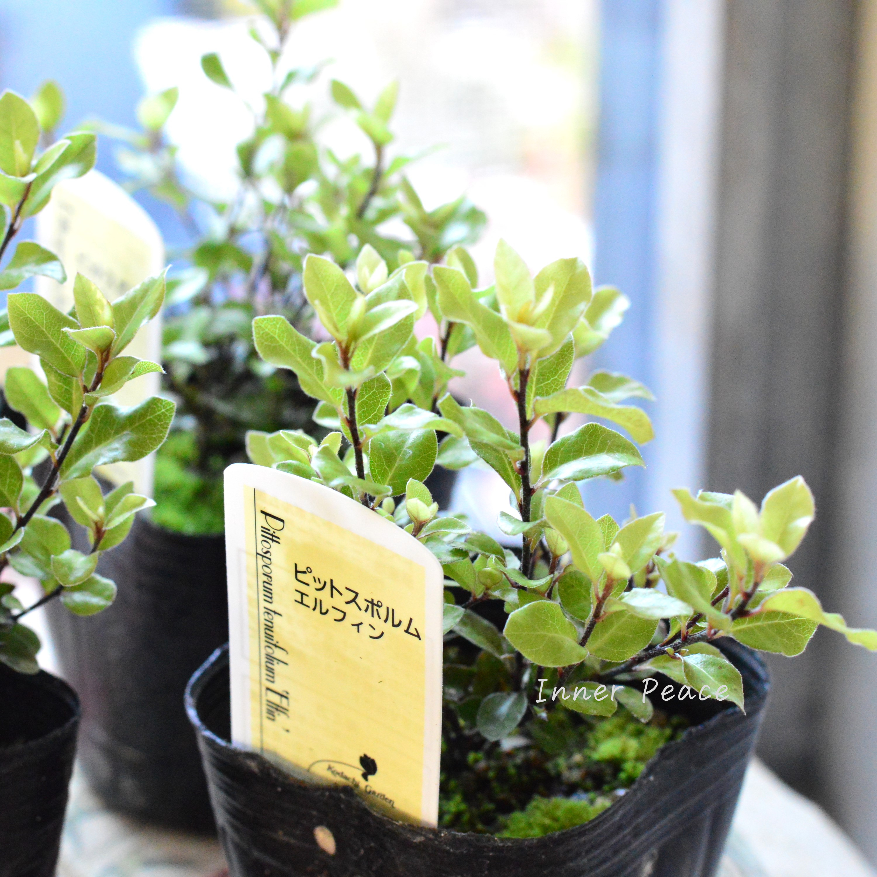 【美しい】 ピットスポルム 『エルフィン』 3寸POT