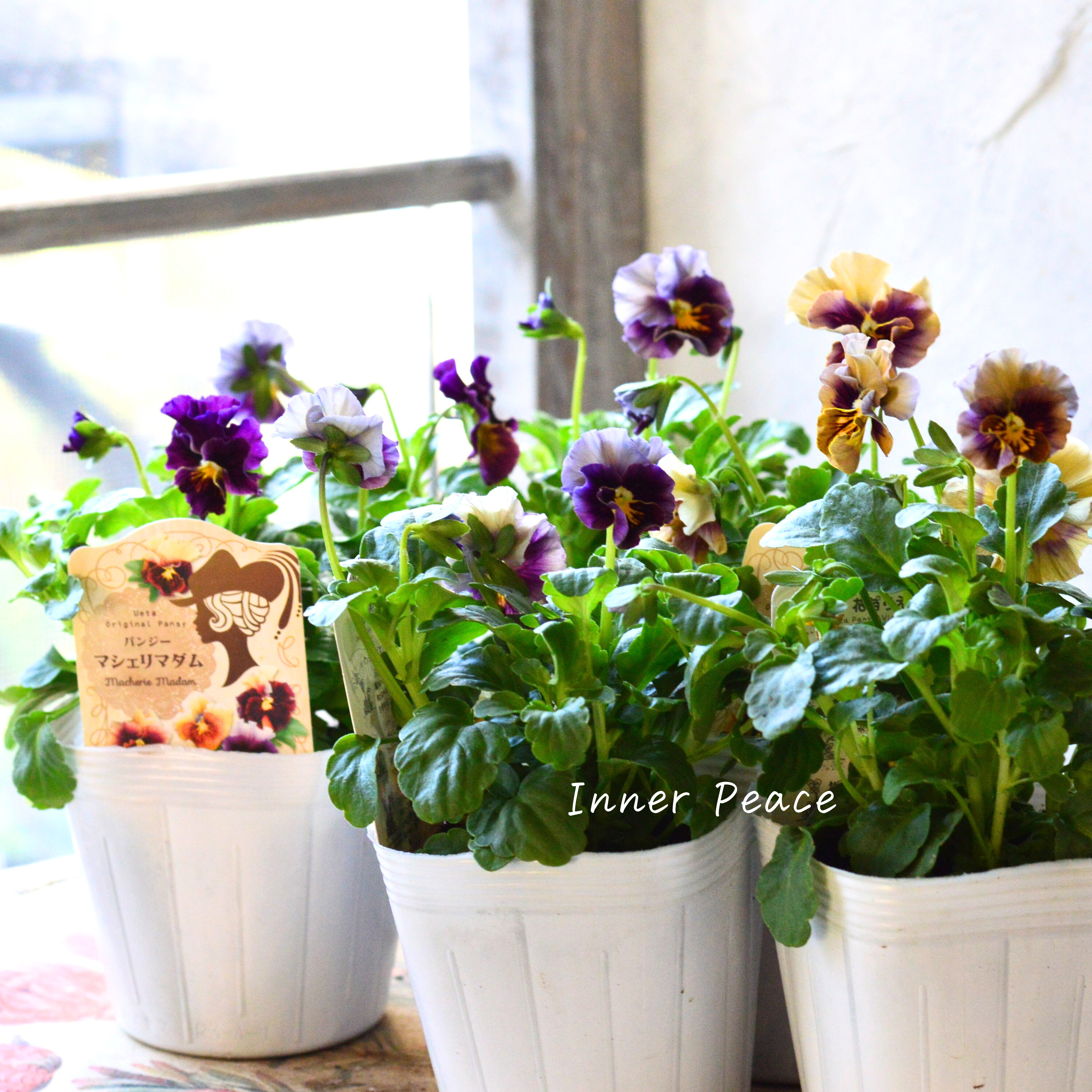 【うえたさん育種】 パンジー 『マシェリマダム』 3.5寸POT