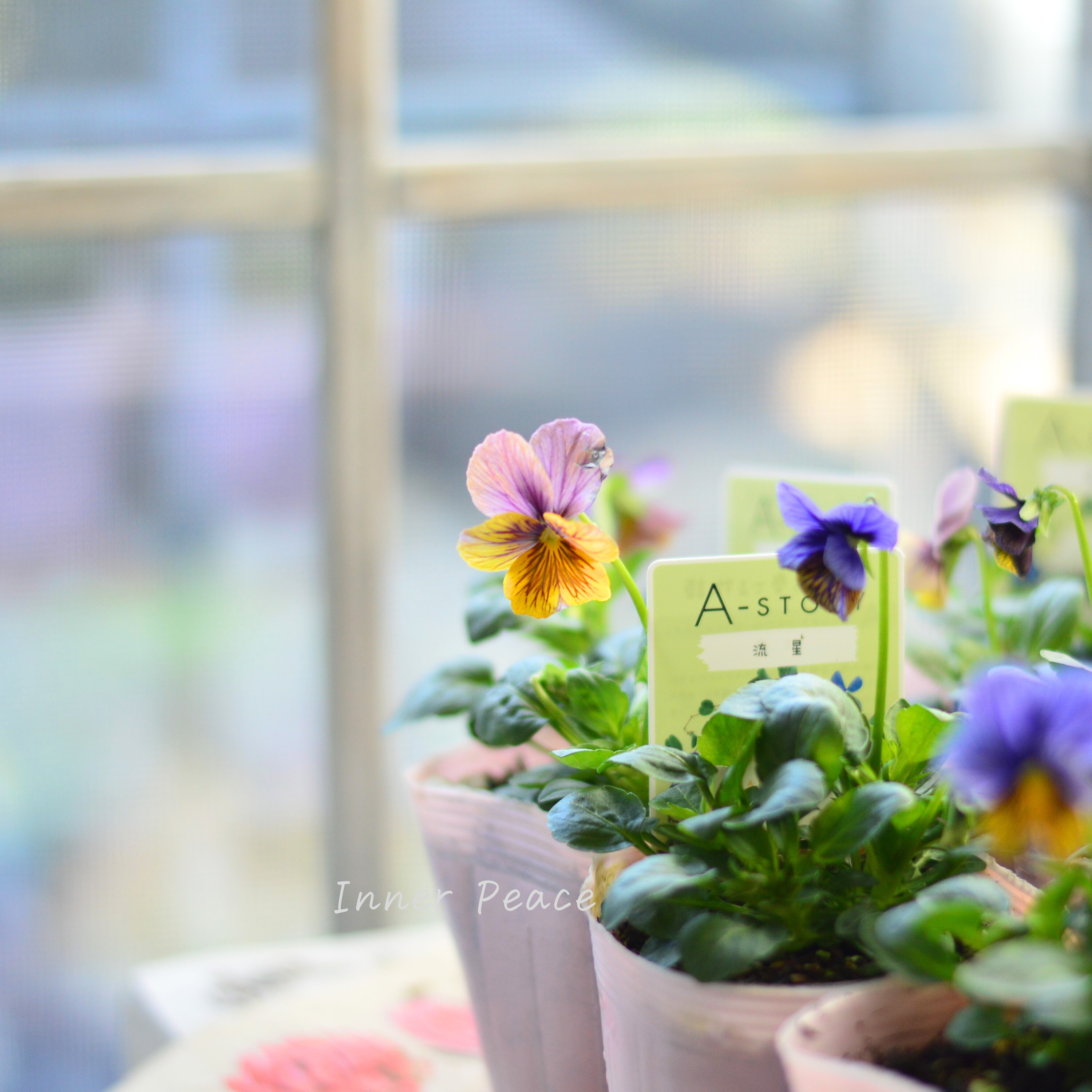 【石村あさみさん育種】 ビオラ 『A-STORY・流星』 3.5寸POT