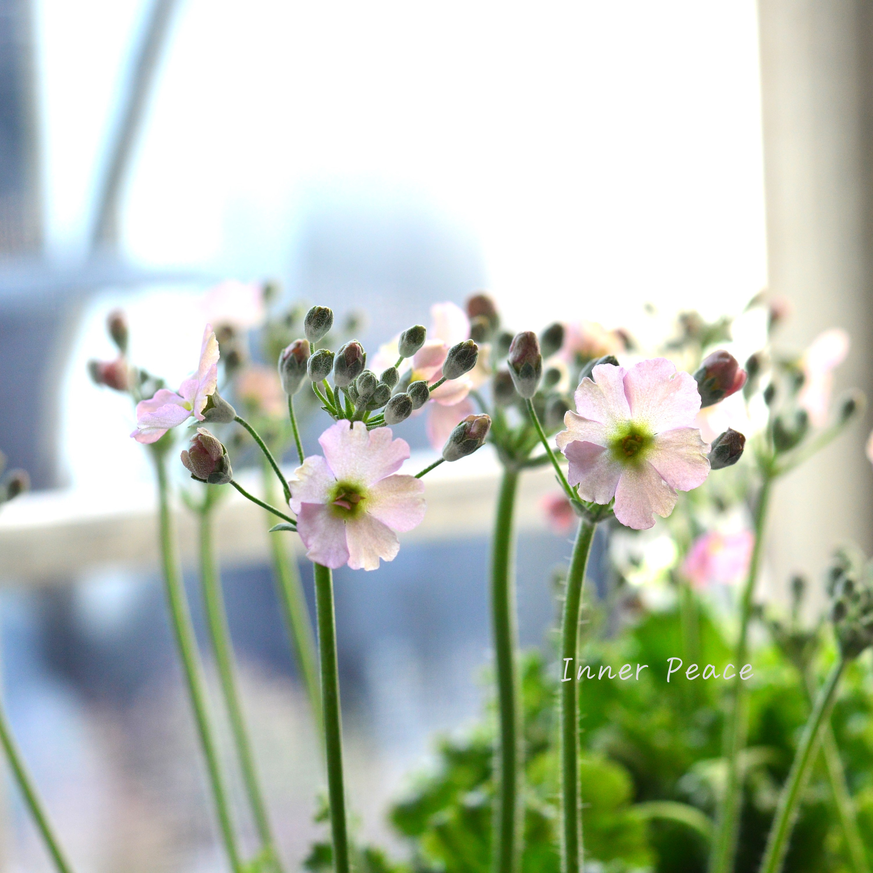 【k-plantsさん】 プリムラ マラコイデス 『アンティークピンク』 2.5寸ロングポット