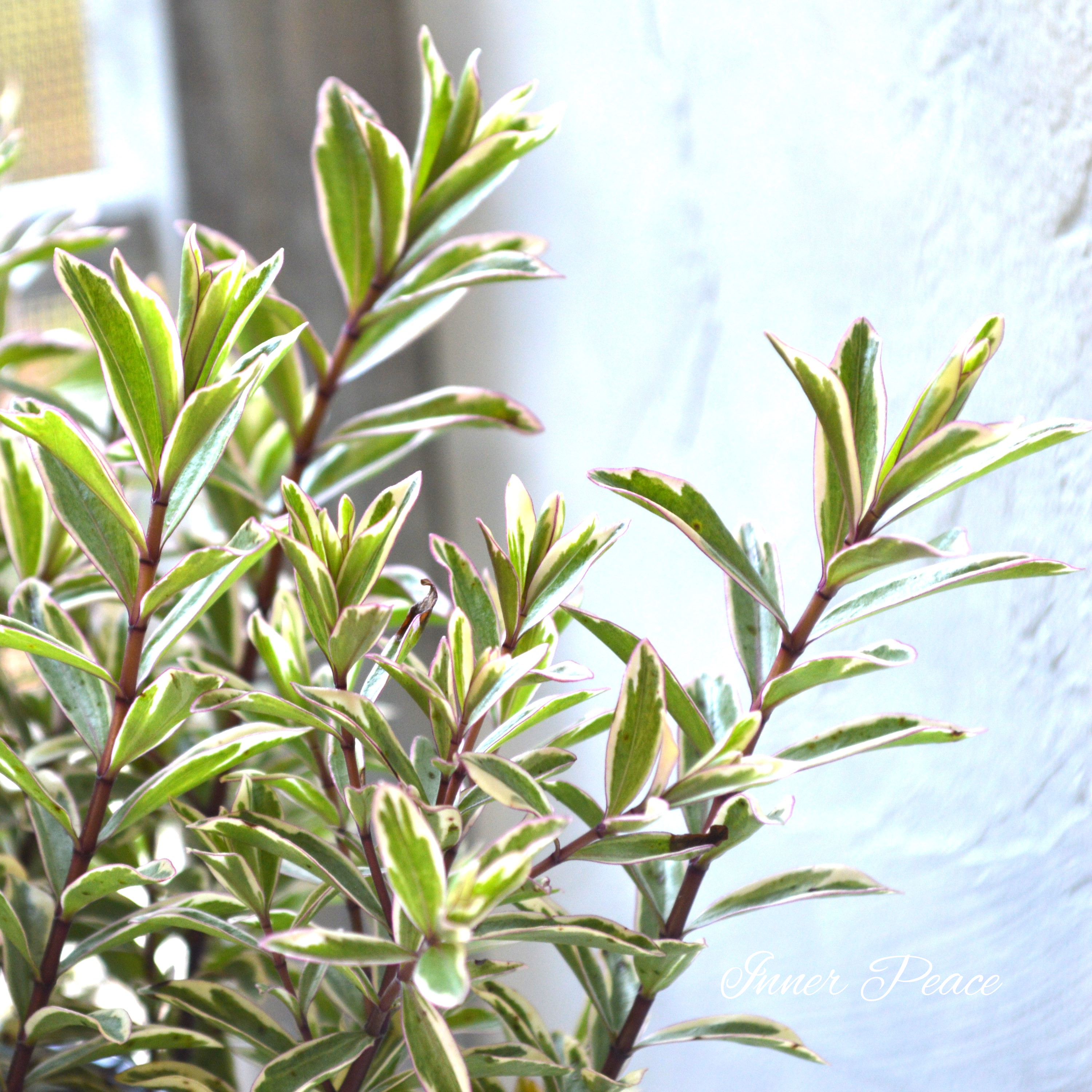 【寄せ植えに】 ヘーベ ハートブレイカー 3寸ロングPOT