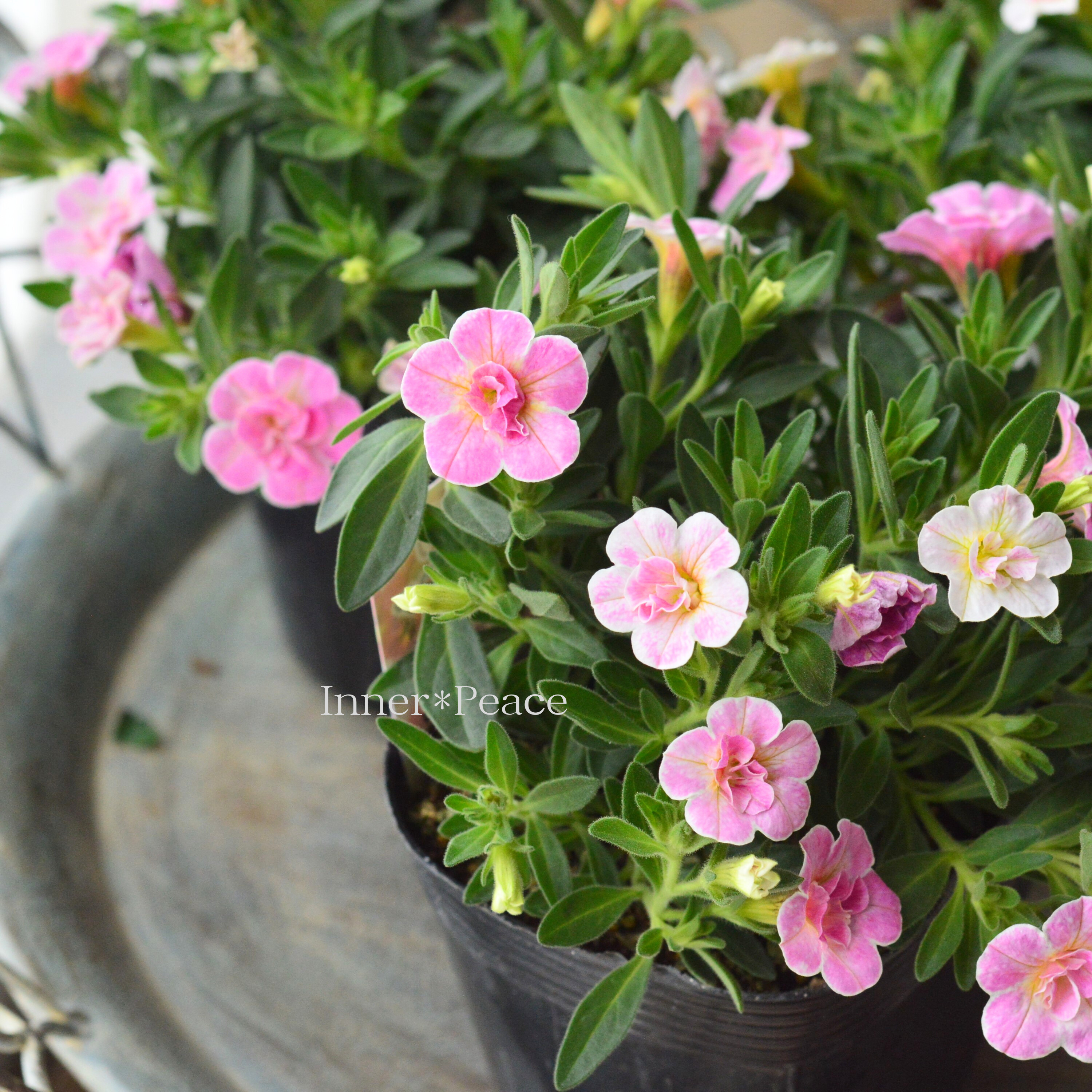 【暑さに強い】 カリブラコア 『カメレオン・ダブルティックルピンク』 3.5寸POT