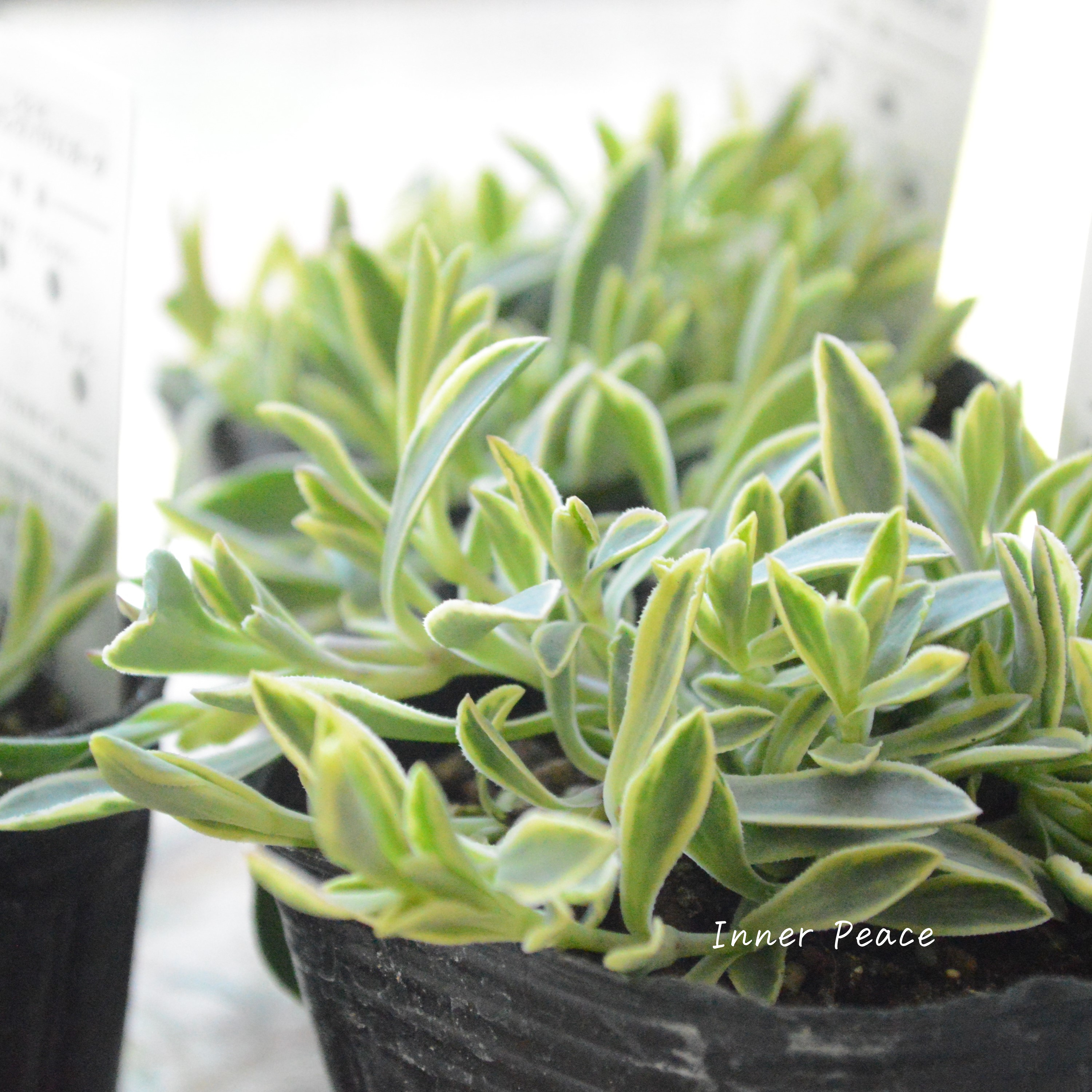 【斑入り】 シレネ ユニフローラ 『シェルピンク・バリエガータ』 3寸POT