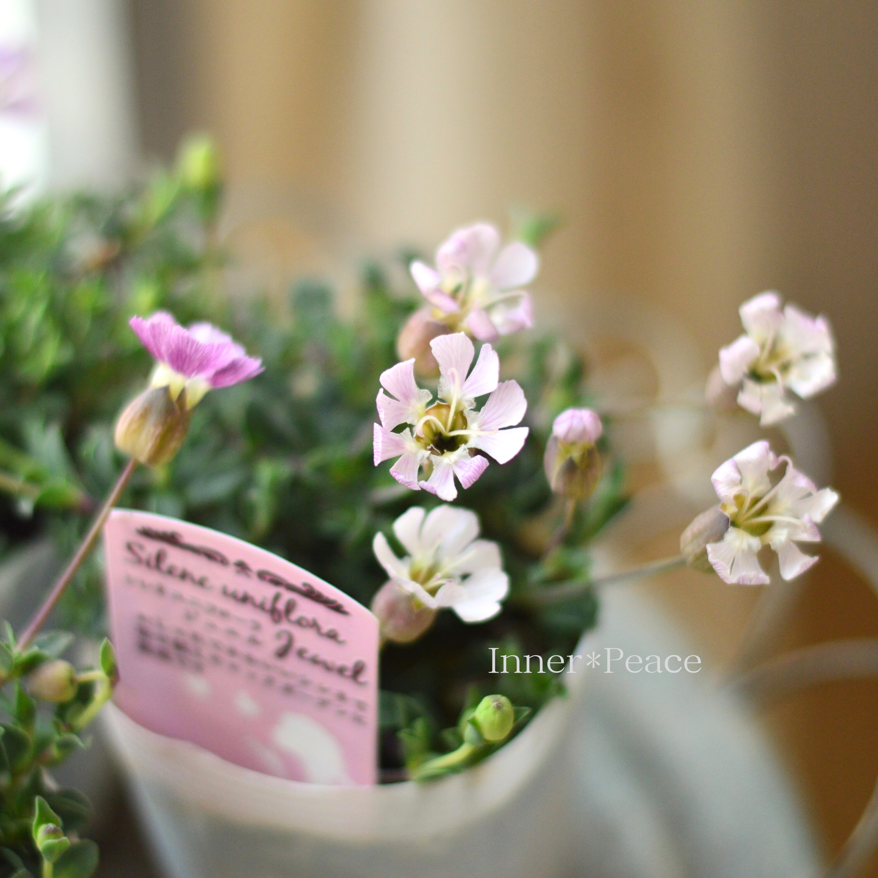 【かわいい】 シレネ 『ユニフローラ・ジュエル』 3寸ロングPOT