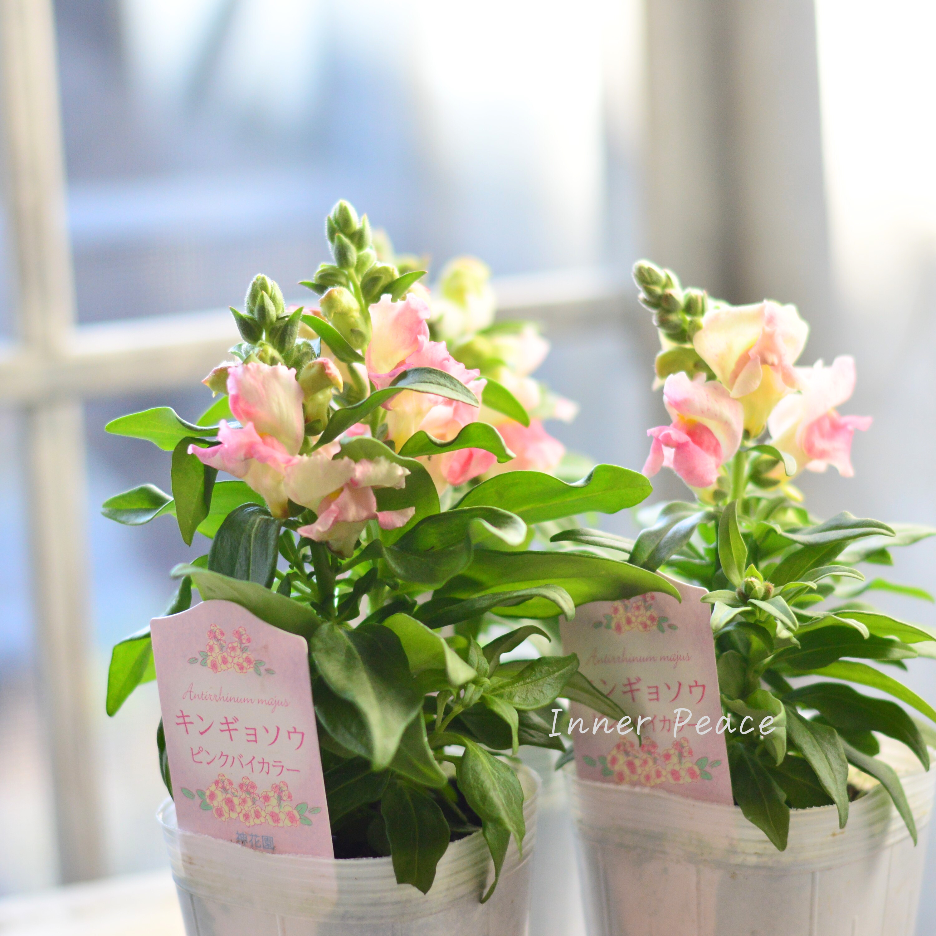 【かわいい】 キンギョソウ 『キャンディートップス・ピンクバイカラー』 3寸ロングPOT