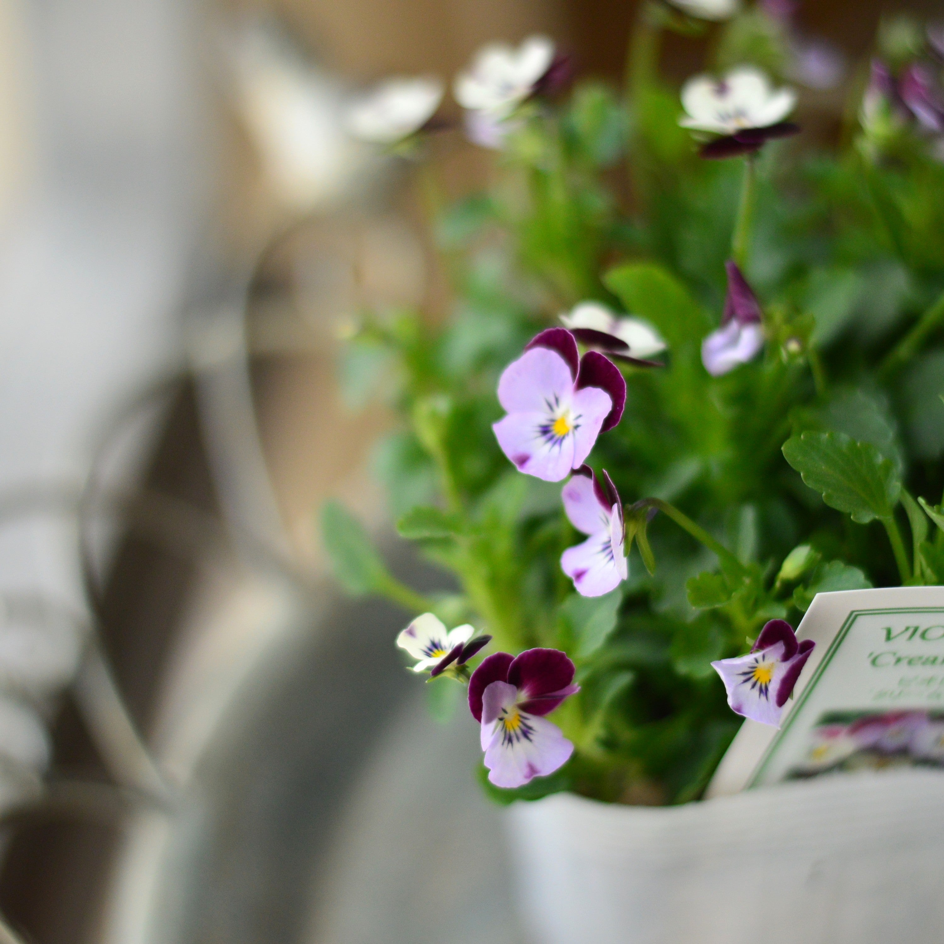 【かわいい】 小輪ビオラ ビオレッタ 『クリームソーダ』 3.5寸POT