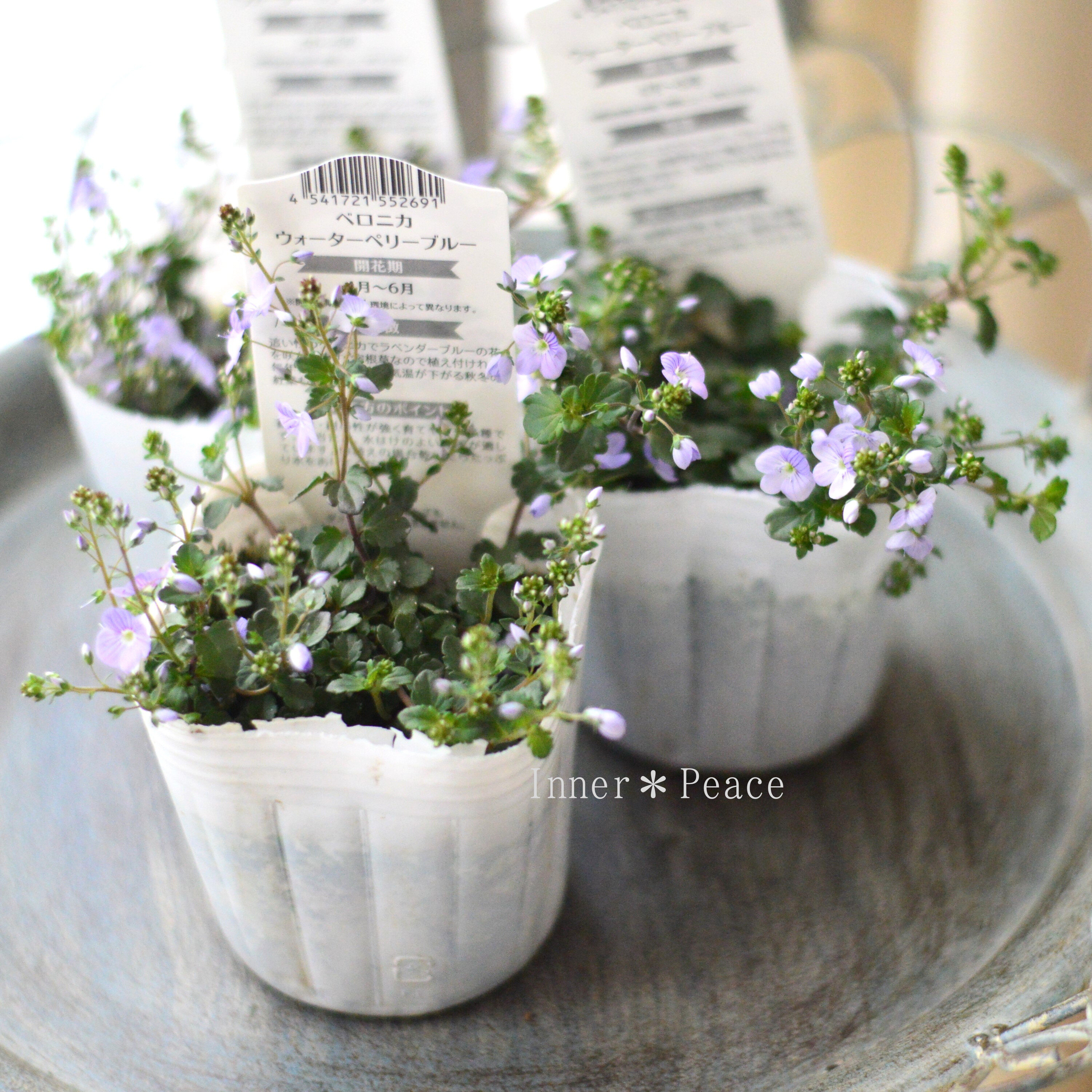 【美しい】 ベロニカ 『ウォーターペリーブルー』 3寸POT