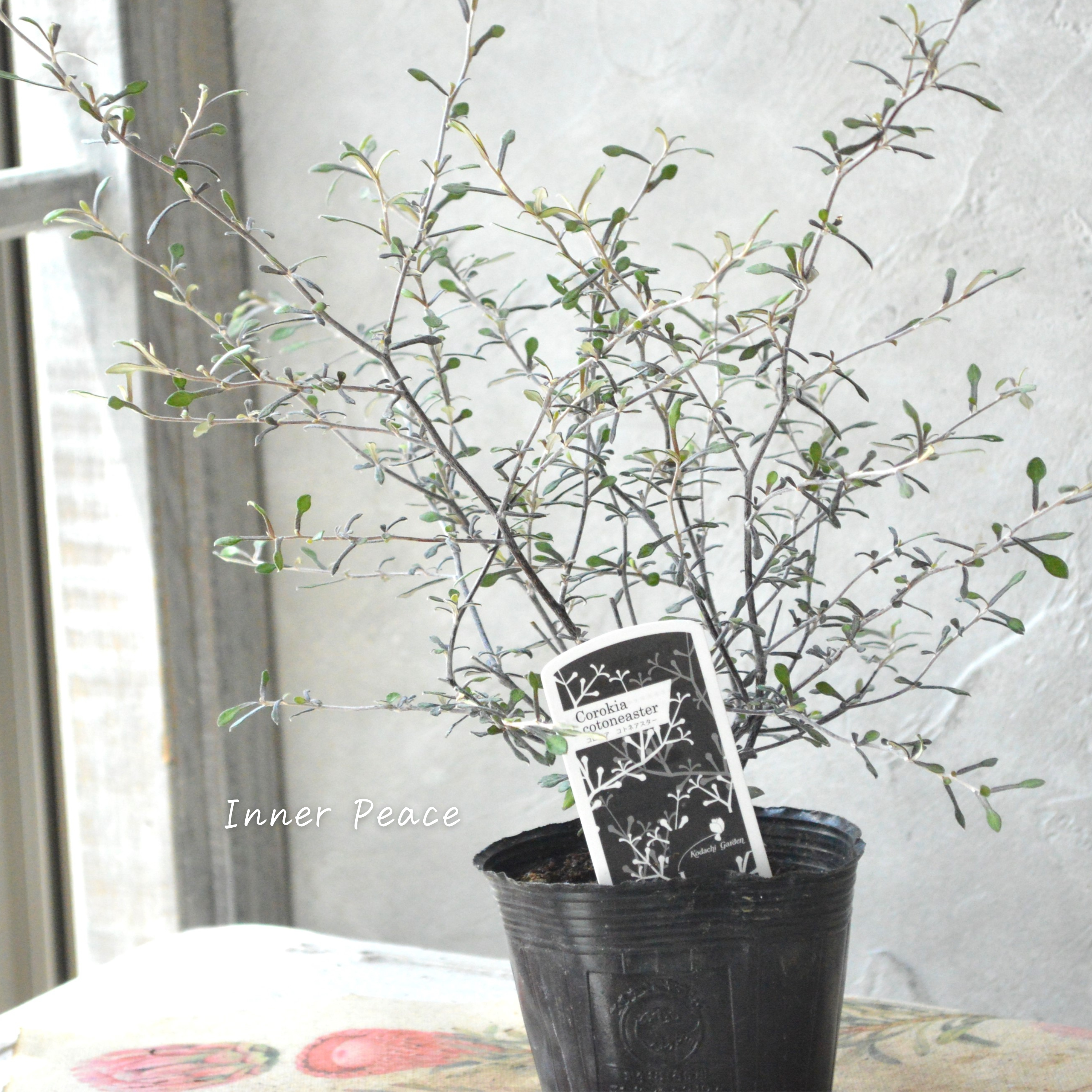 【オシャレ】 コロキア 『コトネアスター』 3寸POT