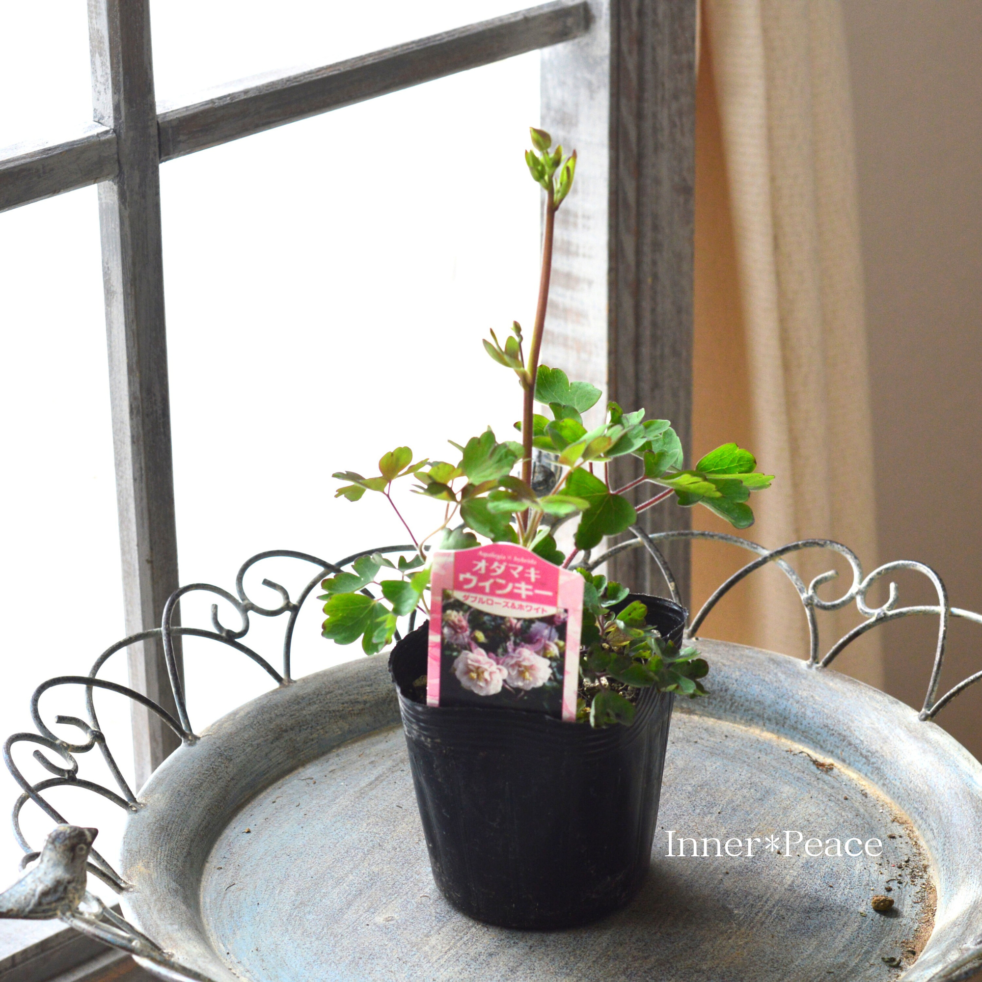 【八重咲き】 オダマキ・ウインキー 『ダブルローズ&ホワイト』 3.5寸POT