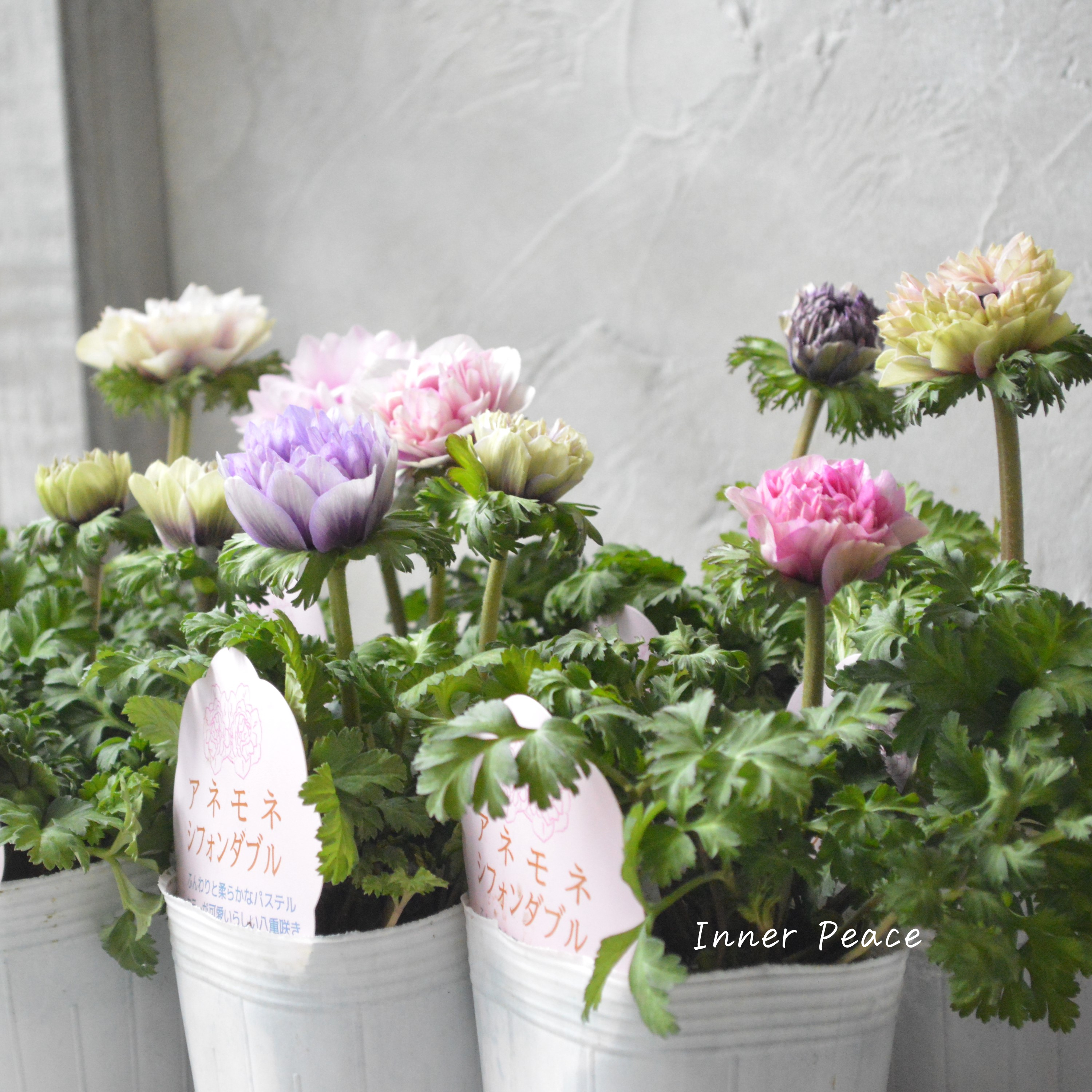 【神花園さんオリジナル】Sale!! 八重咲きアネモネ 『シフォンダブル』 3.5寸POT