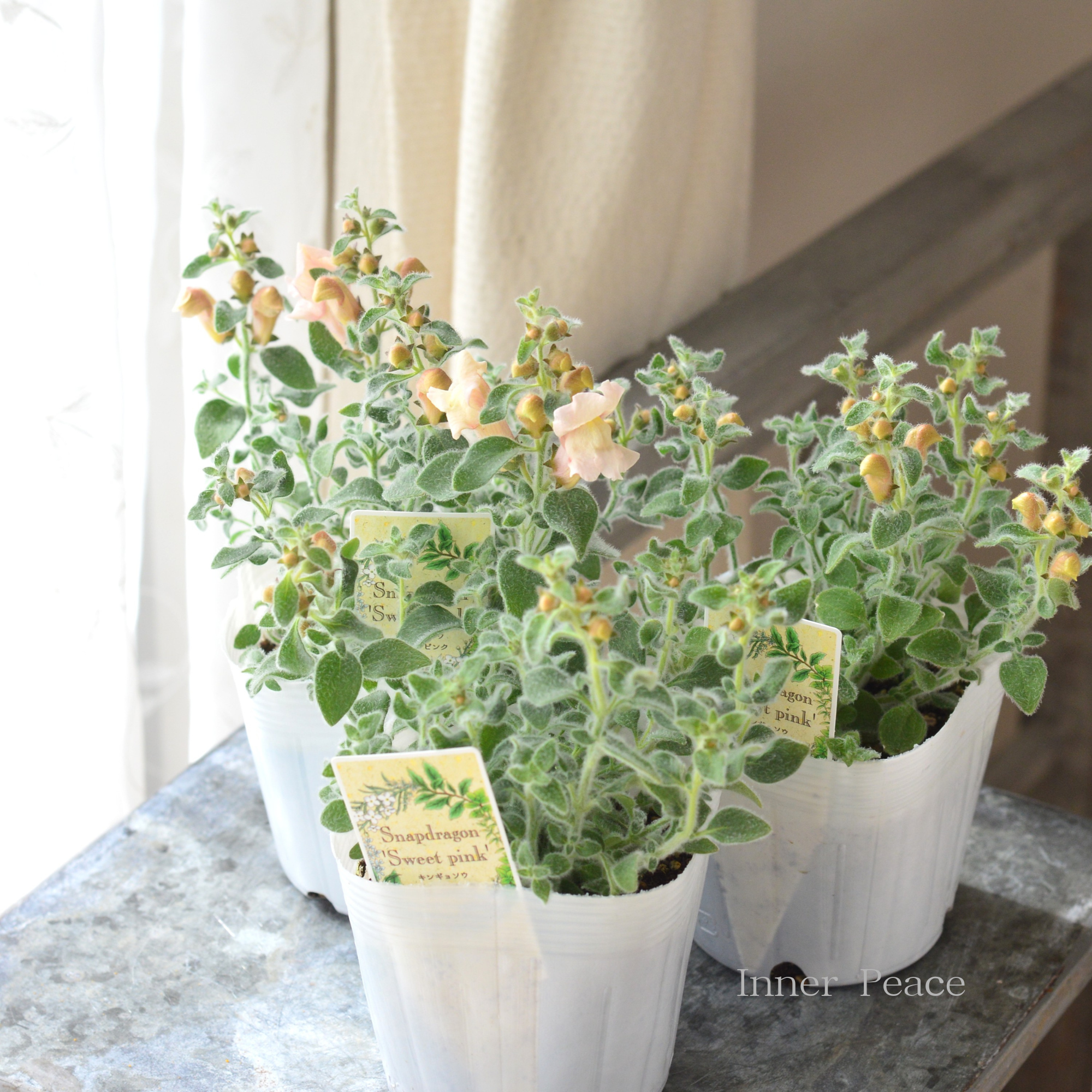 【シルバーリーフ】 キンギョソウ 『スイートピンク』 3.5寸POT