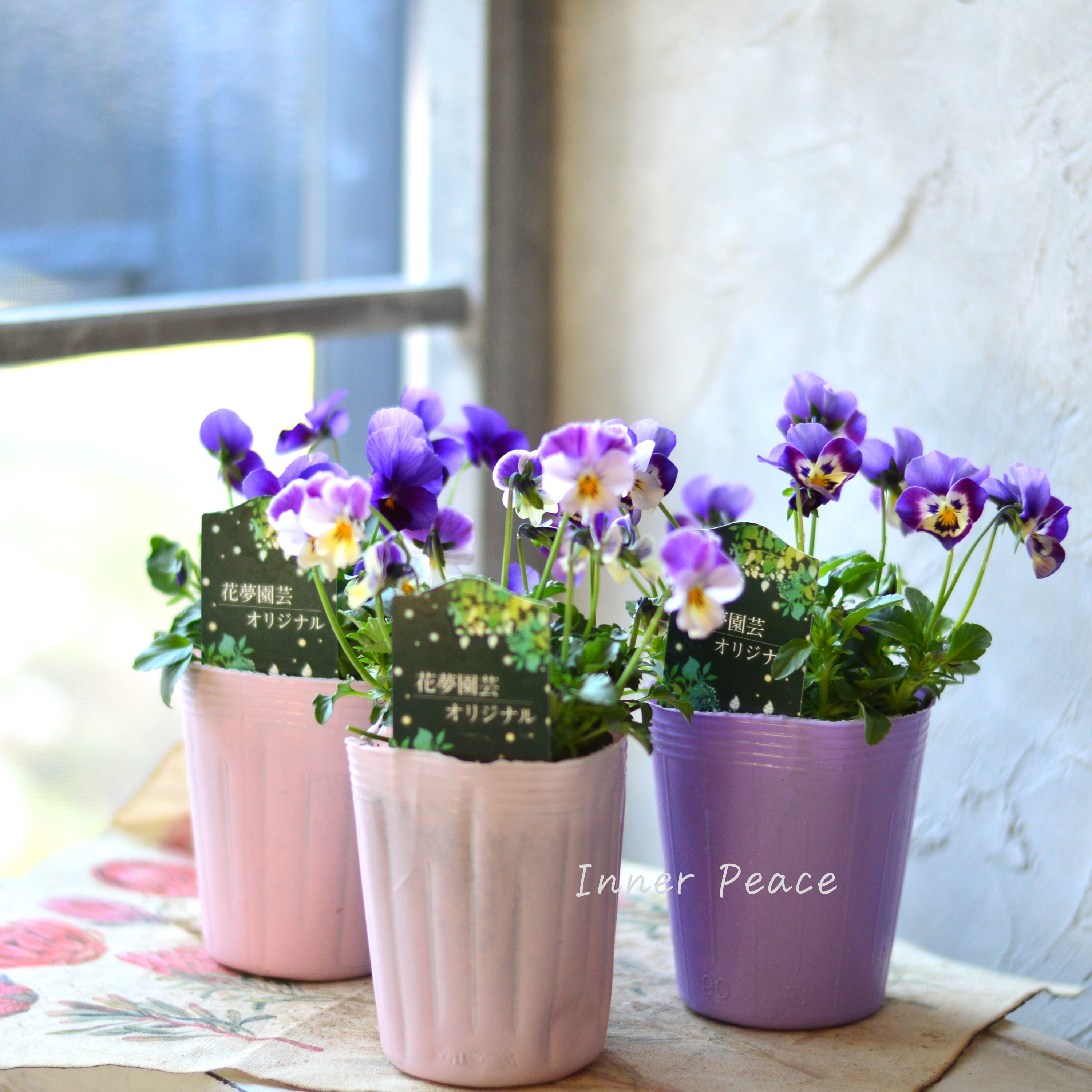 【花夢園芸さん】 ビオラ 『パープル系』 3寸ロングPOT