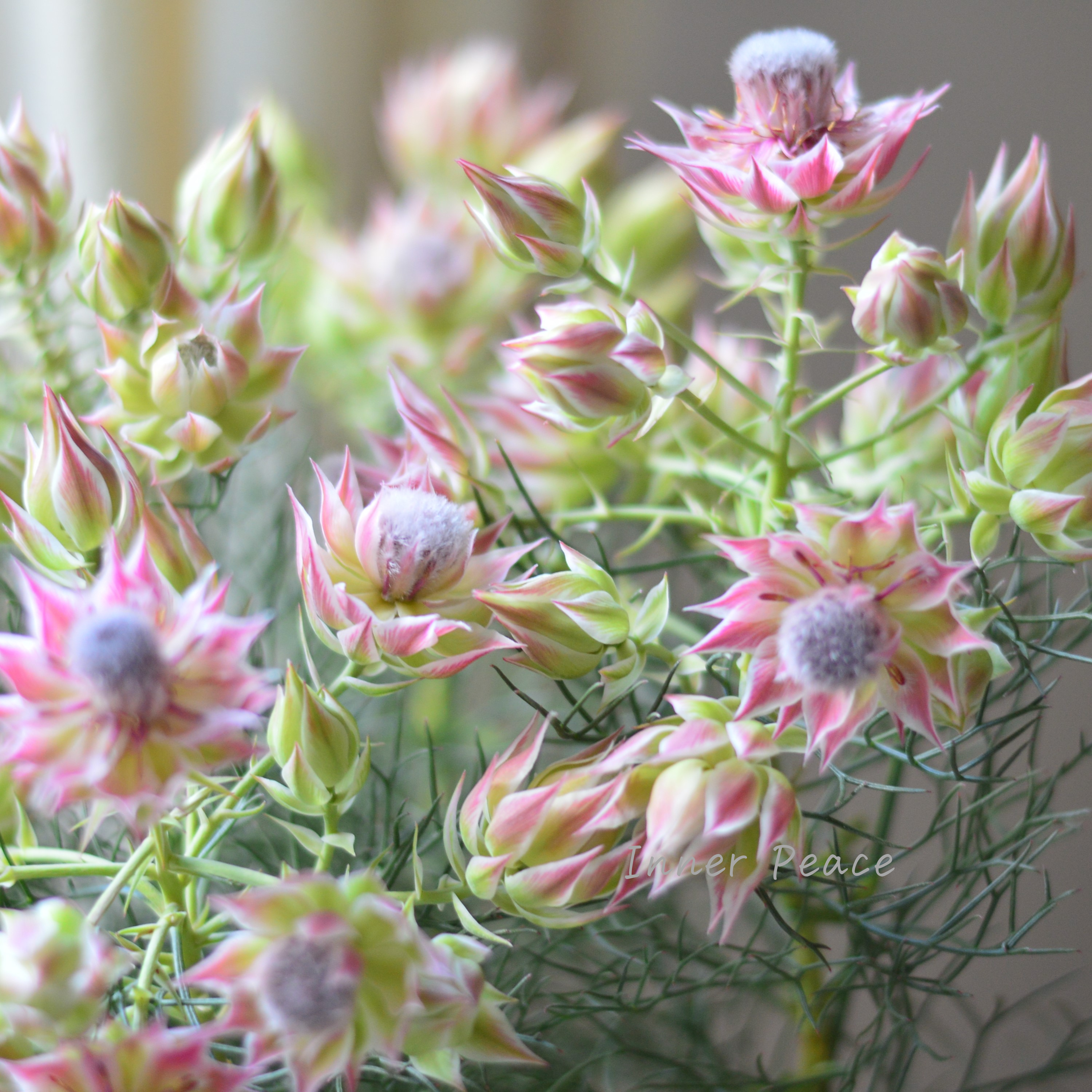 【大苗】 セルリア 『プリティーピンク』 7号スリット鉢