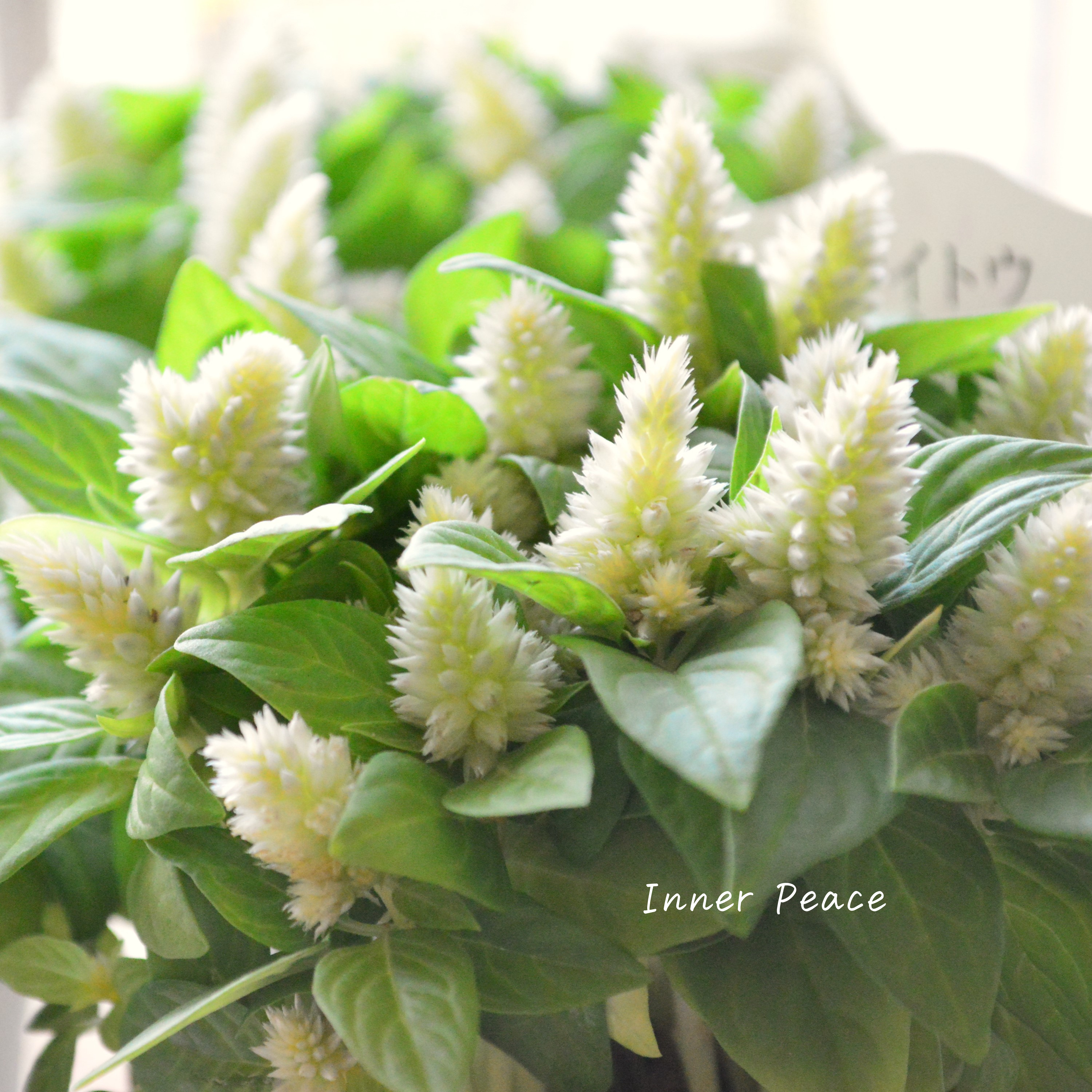 【秋のお花】 ケイトウ(多粒撒き) 『クリーム』 3寸POT