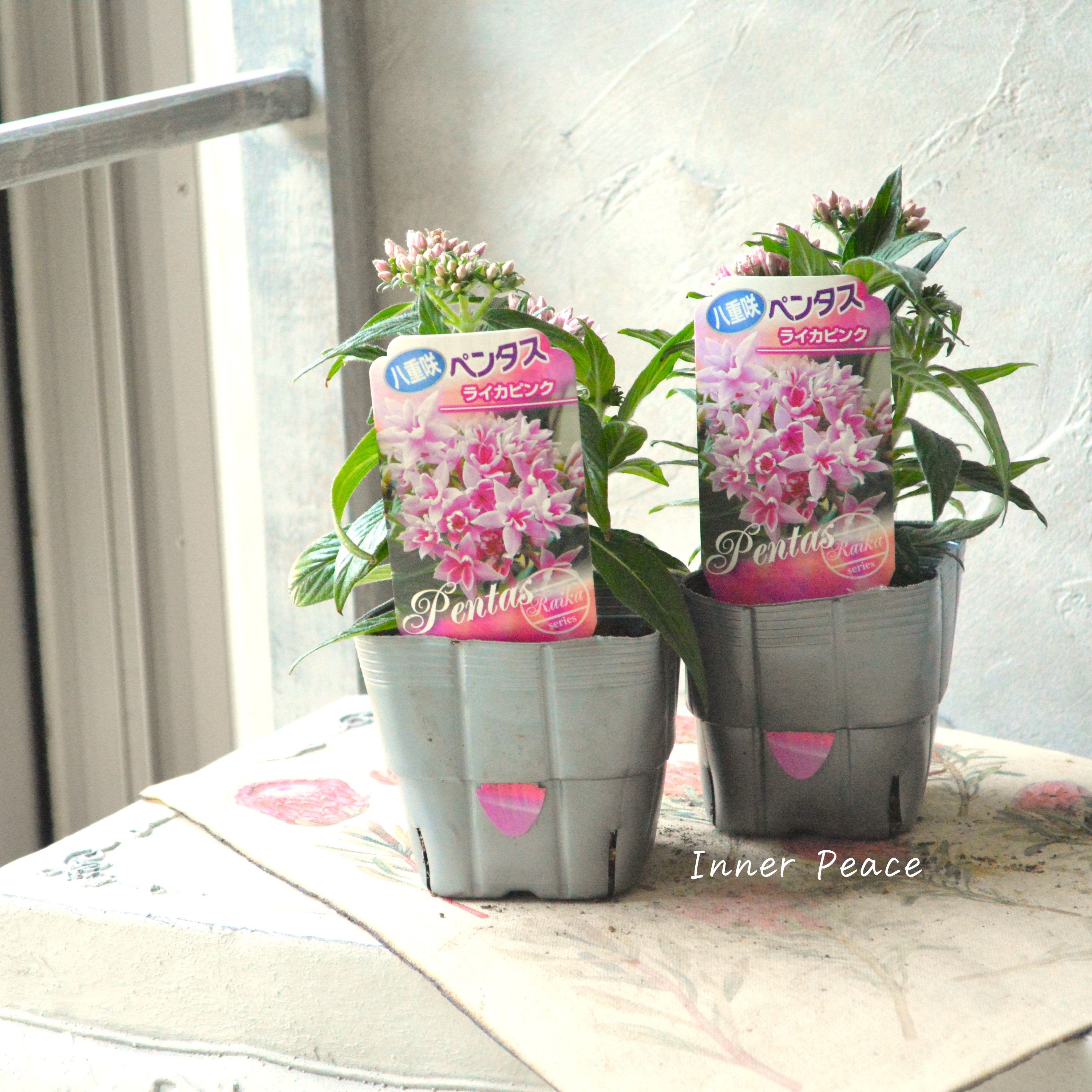 【暑さに強い】 八重咲きペンタス 『ライカ・ピンク』 3.5寸POT