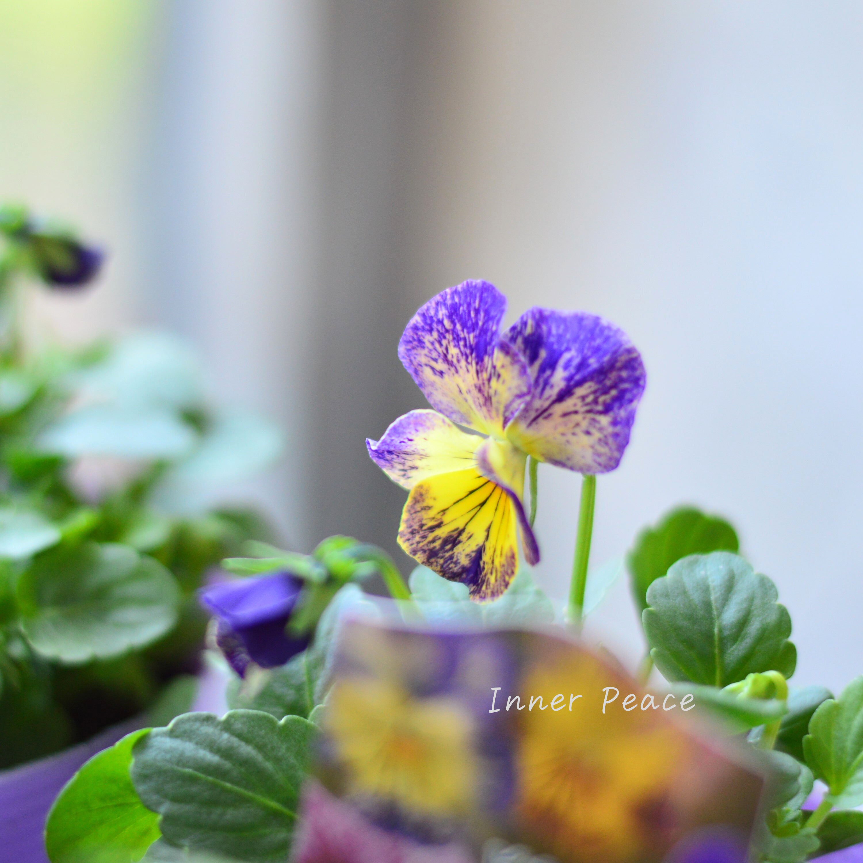 【花夢園芸さん】 ビオラ 『レパード・Cタイプ』 3寸ロングPOT