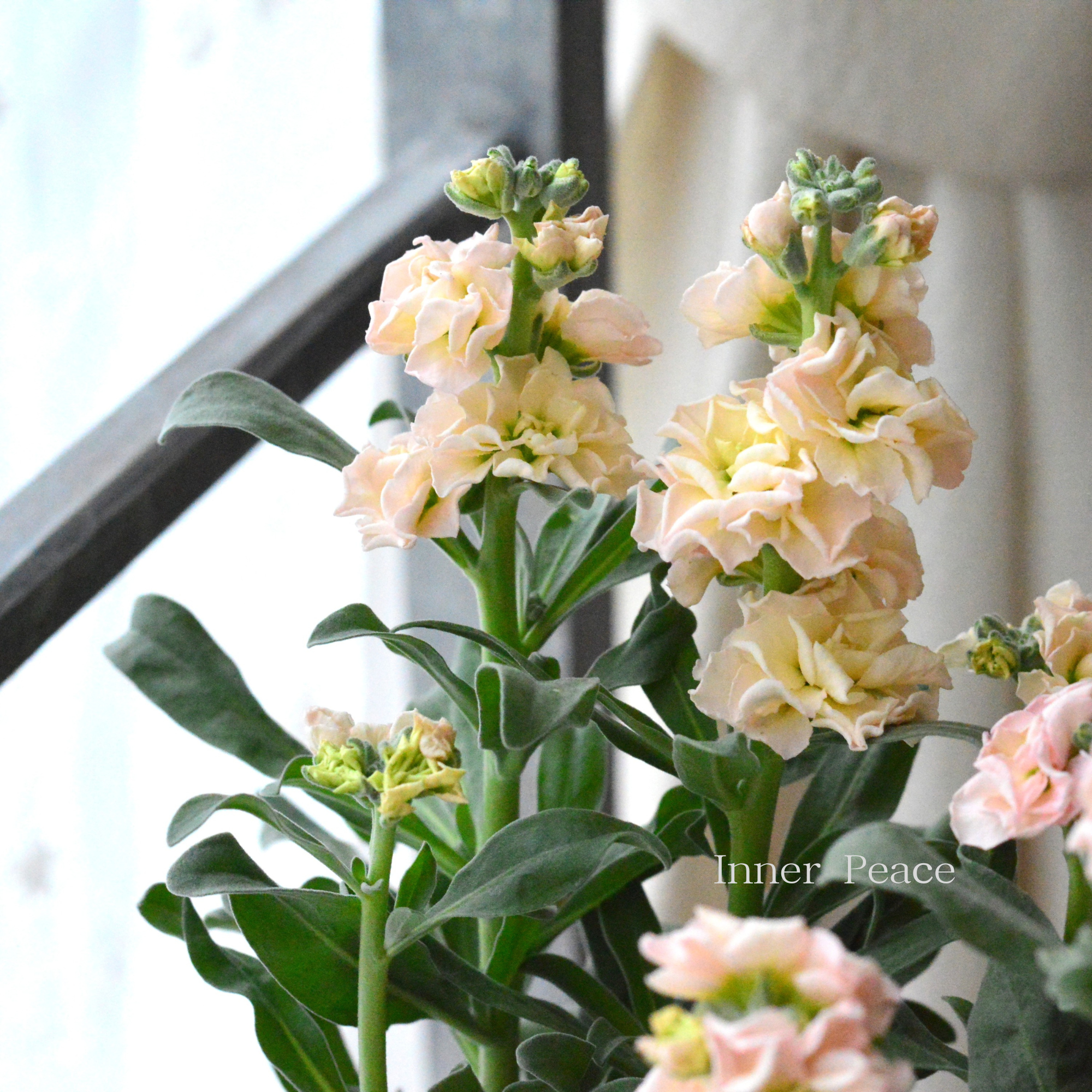 【花芳さん】 八重咲き ストック ベイビー 『アプリコット』 3寸ロングPOT