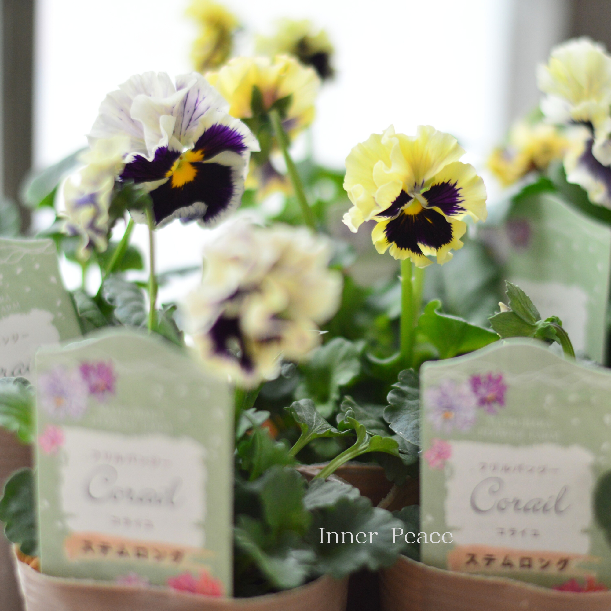 【素敵】 パンジー 『コライユ・ステムロング カスタードベリー』 3寸ロングPOT