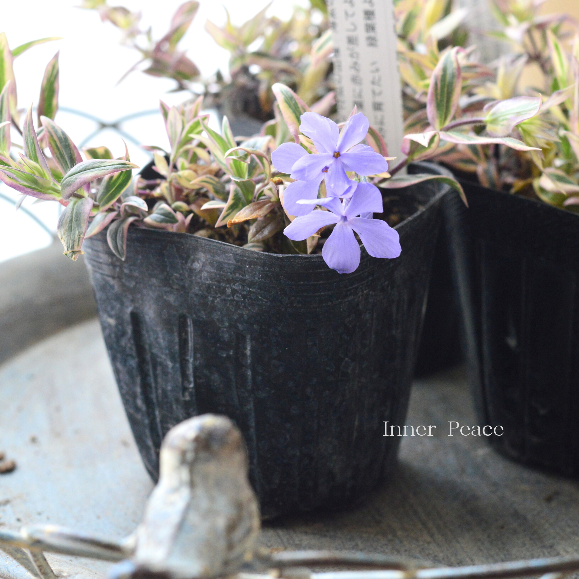 【宿根草】 斑入りフロックス 『モントローザトリカラー』 3寸POT