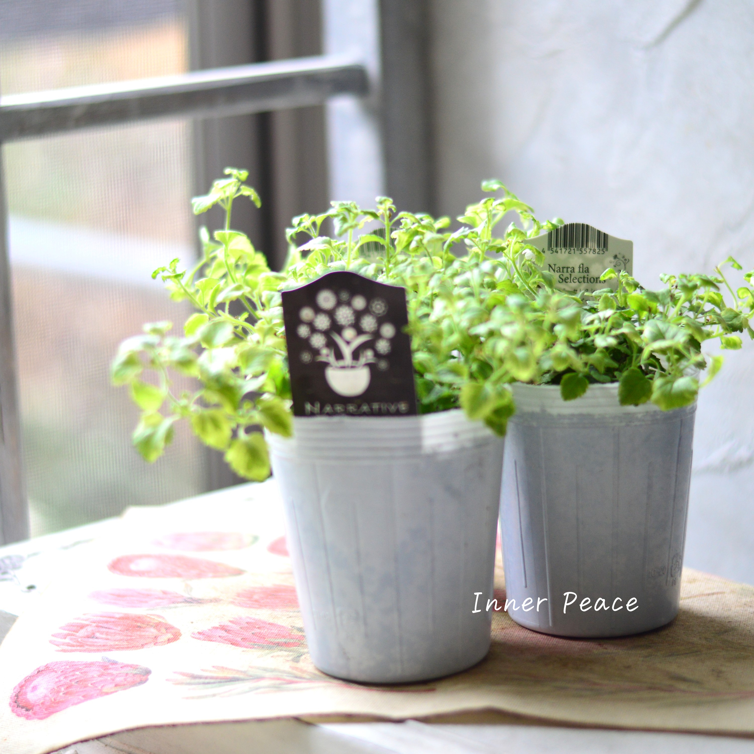 【斑入り】ナラフラさん バコパ 2.5寸POT