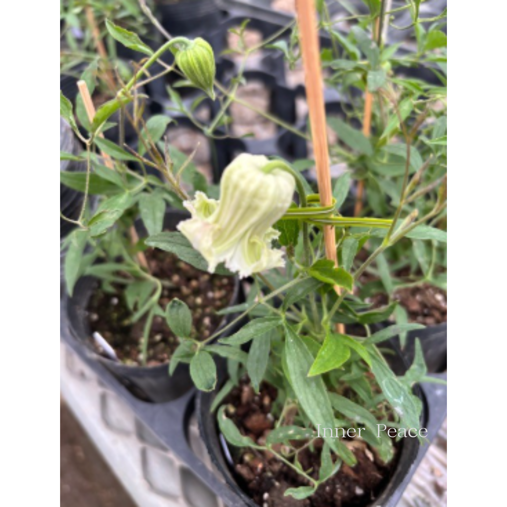 【New】 クレマチス ヴィオルナ系 『シェンロン』 3寸ロングPOT