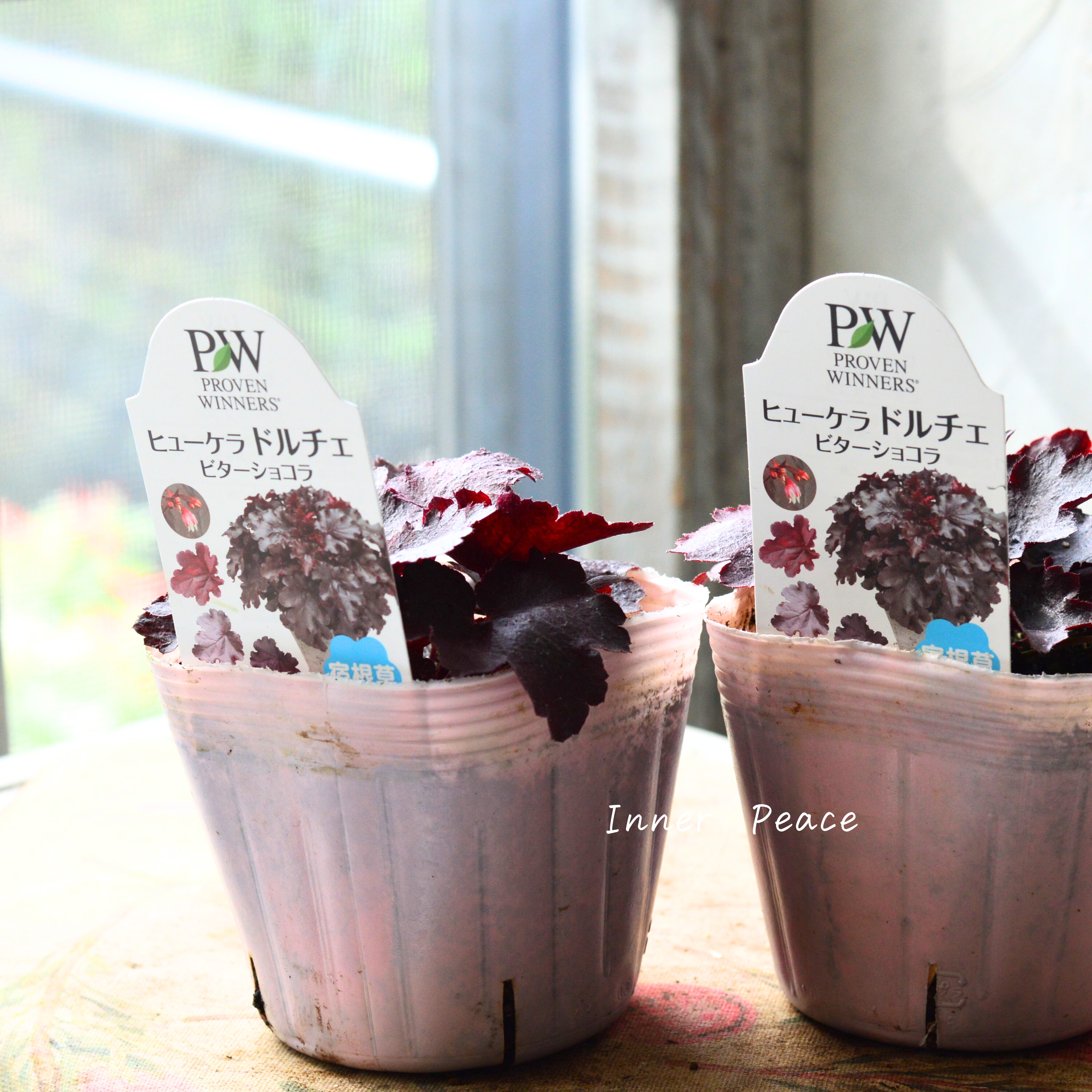 【PW】 ヒューケラ ドルチェ 『ビターショコラ』 3.5寸POT