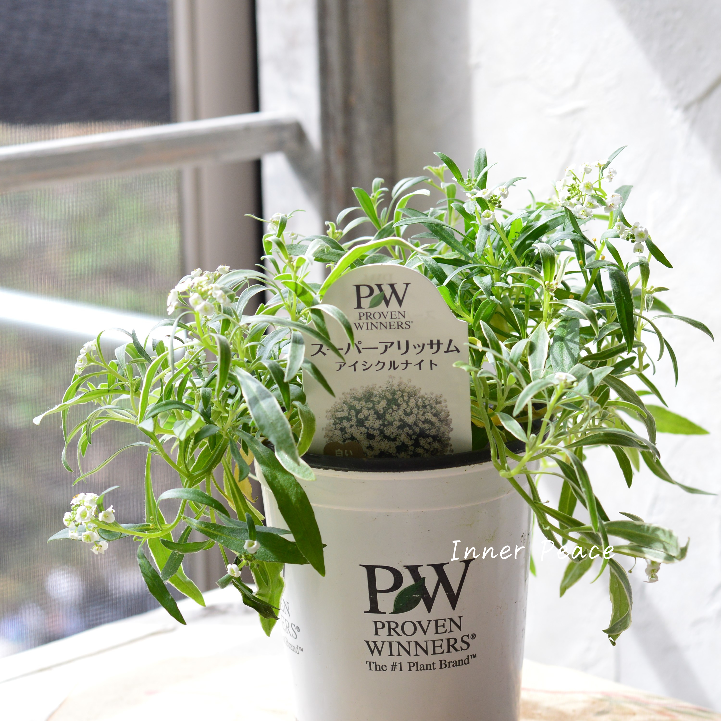 【PWさん】 2024New! スーパーアリッサム 『アイシクルナイト』 3.5寸硬質POT