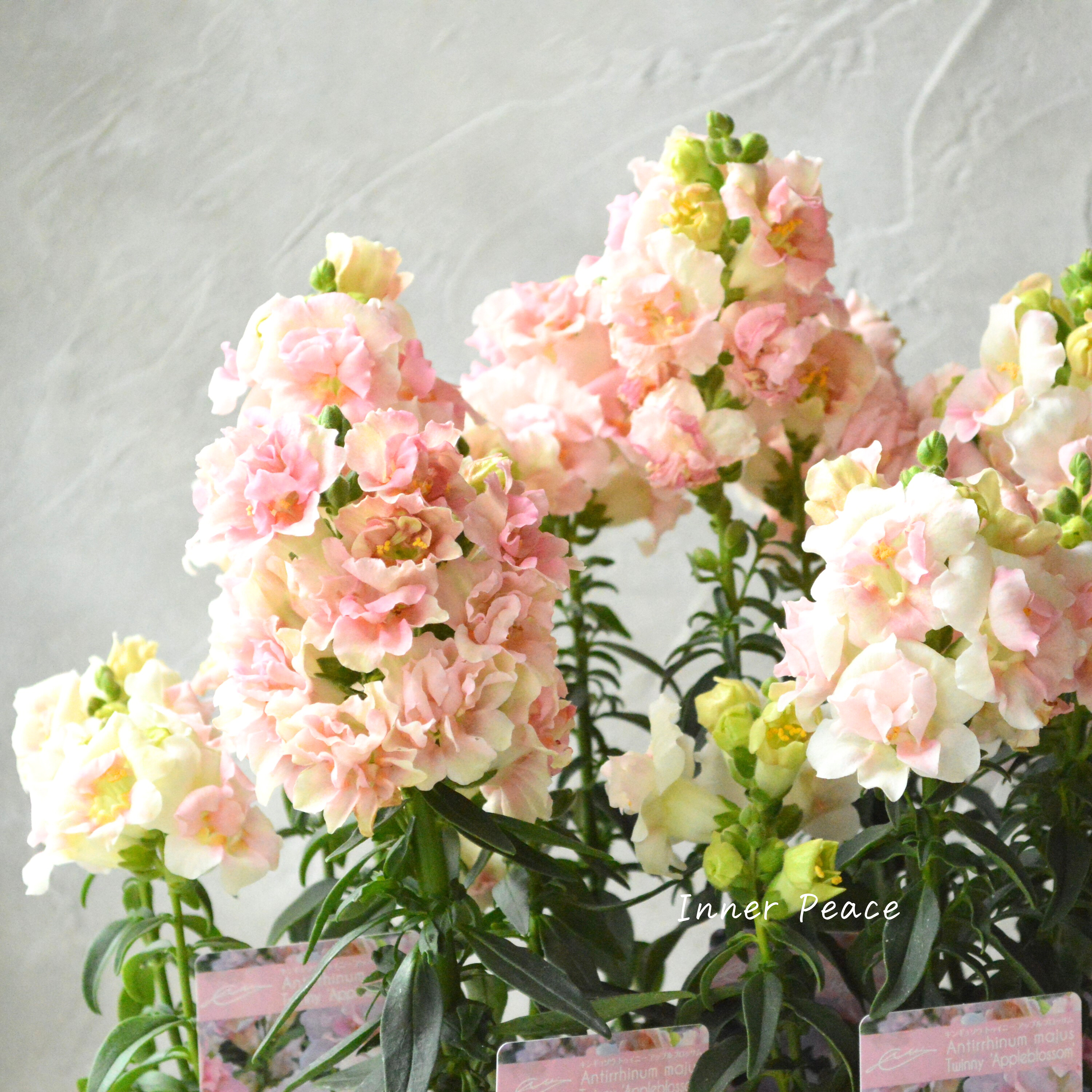 【かわいい】 奥田さん生産の キンギョソウ・トゥイニー 『アップルブロッサム』 3寸POT