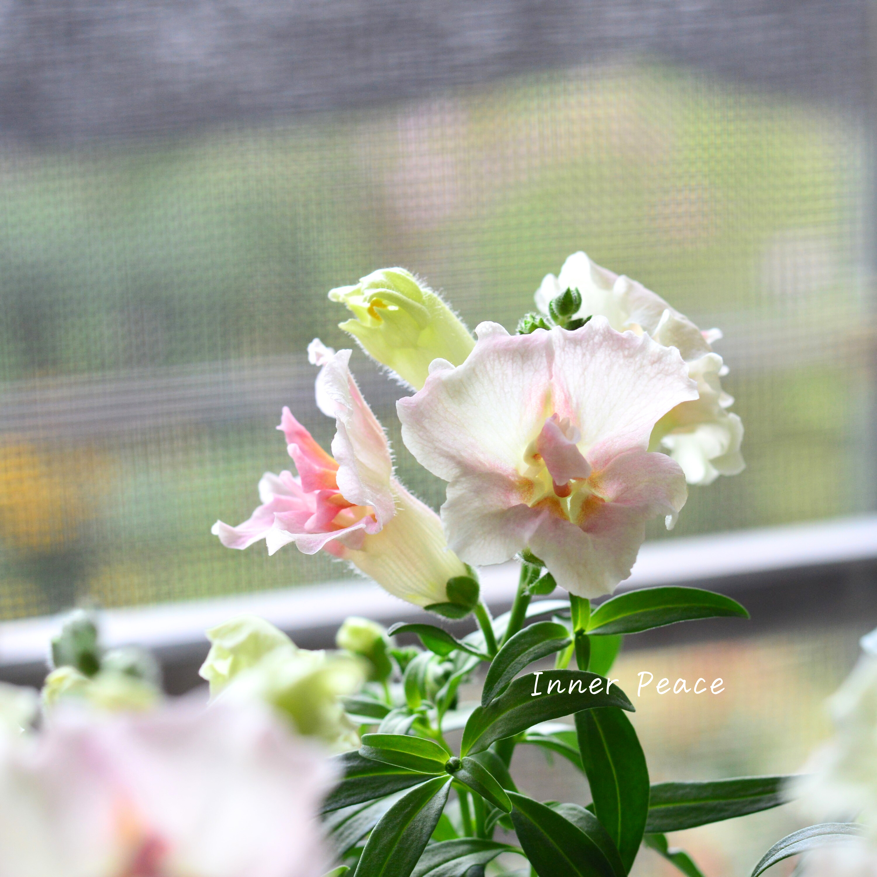 【かわいい】 キンギョソウ・トゥイニー 『アップルブロッサム』 3寸ロングPOT