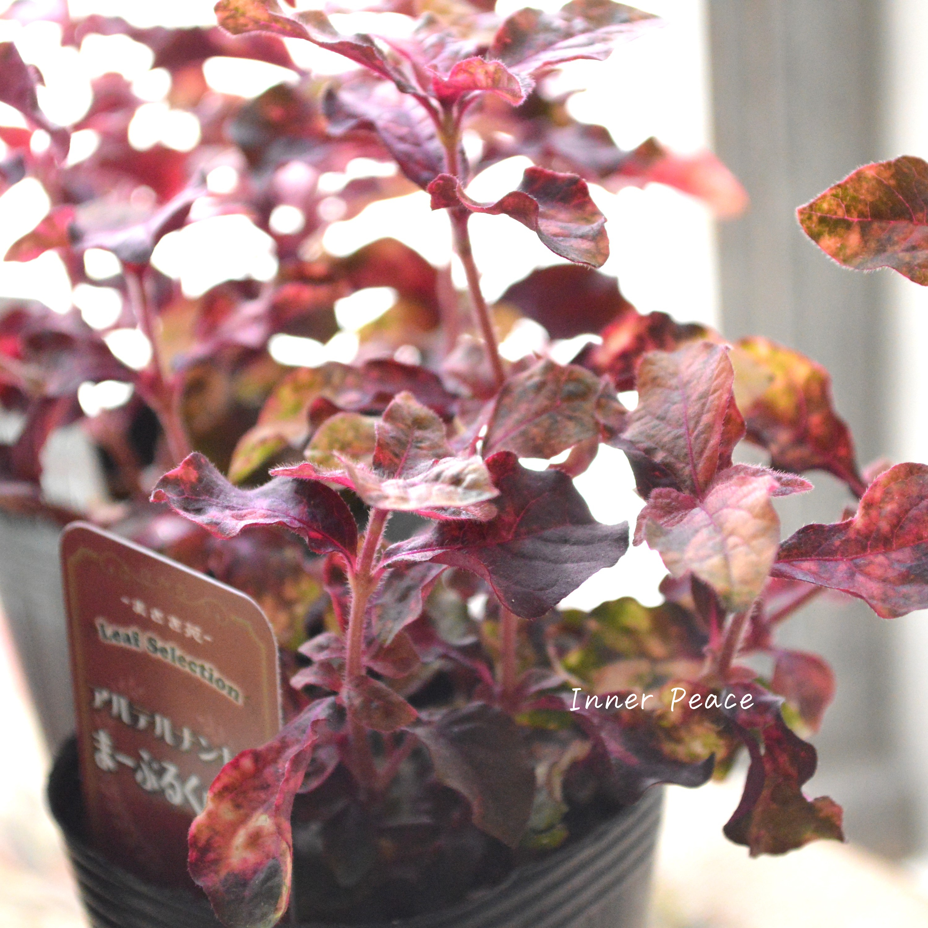 【美しい】アルテルナンテラ『マーブルクイーン』 2.5寸~3寸POT