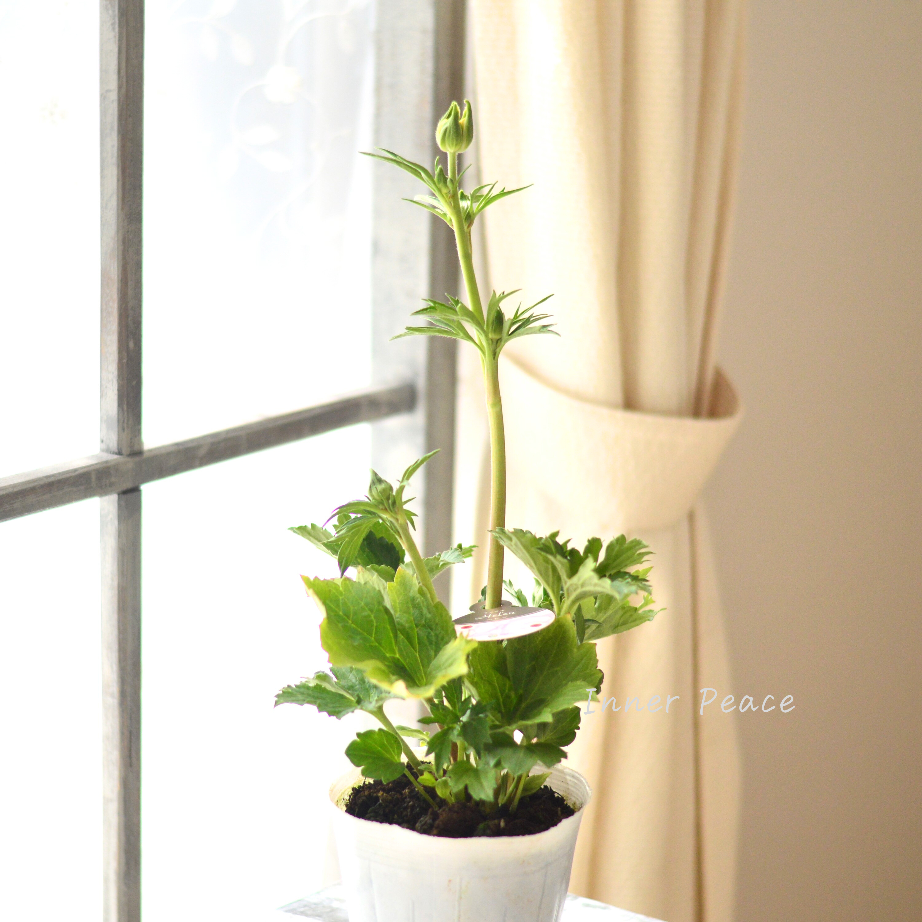 【美しい】 ラナンキュラス・ラックス 『ヘレン』 4寸POT