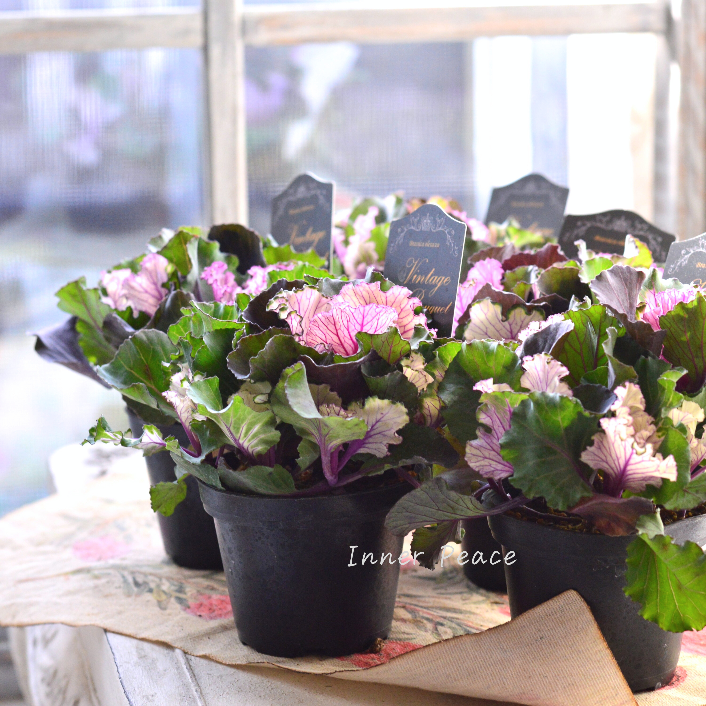 【kーplantsさん】 葉牡丹 『ヴィンテージブーケ・フリル』 2.5寸硬質POT