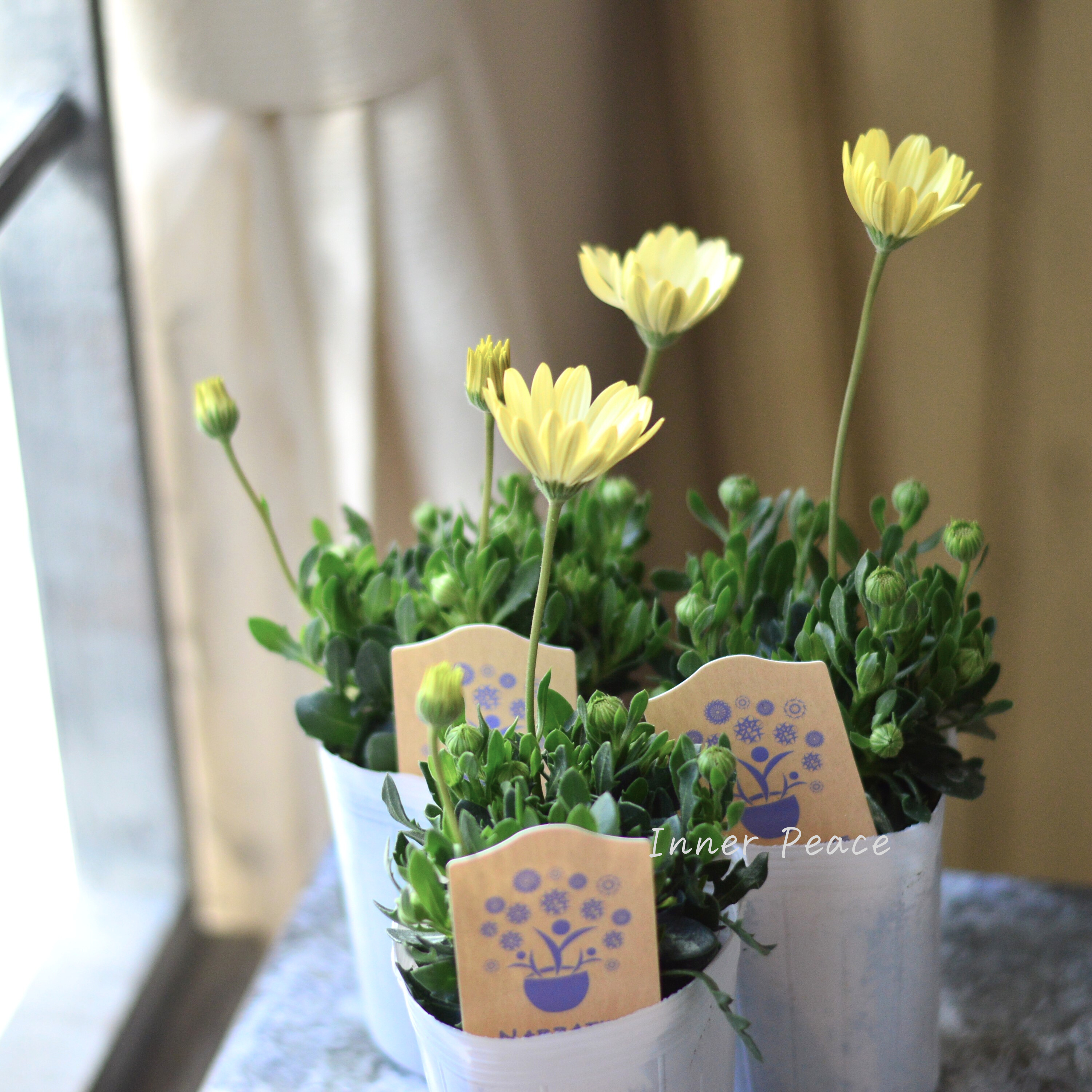 【希少】 ナラフラさんのオステオスペルマム クリームイエロー系 3寸ロングPOT