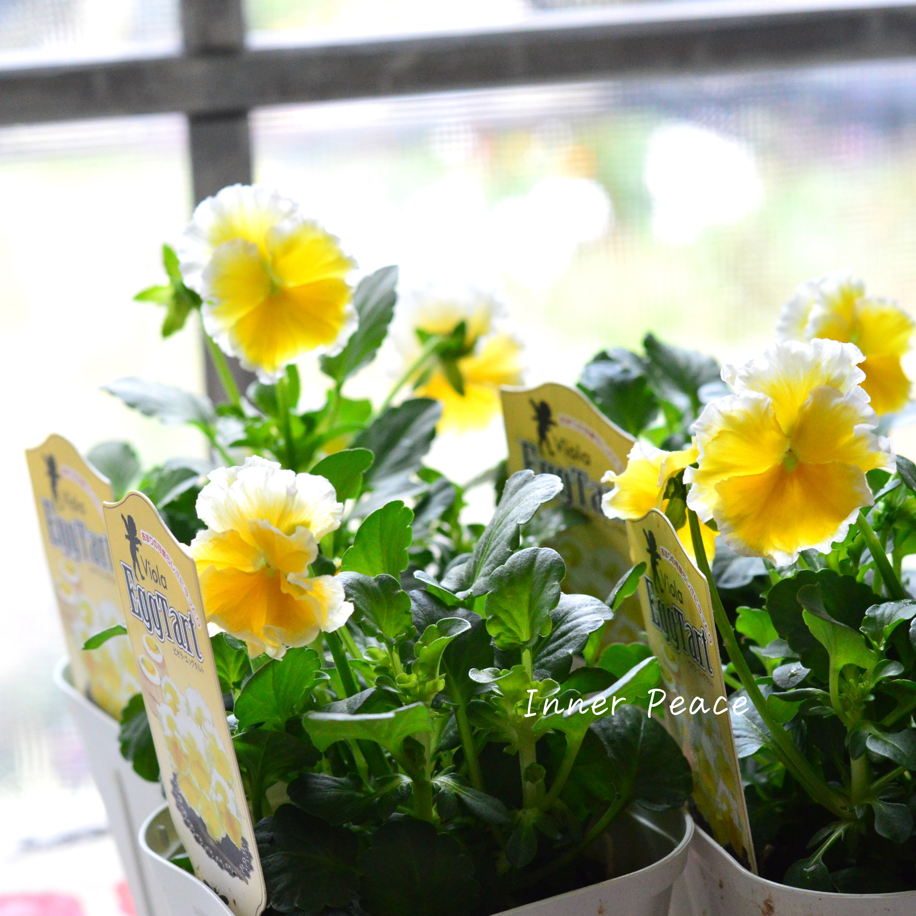 【サトウ園芸さん】 ビオラ 『エッグタルト』 3.5寸POT