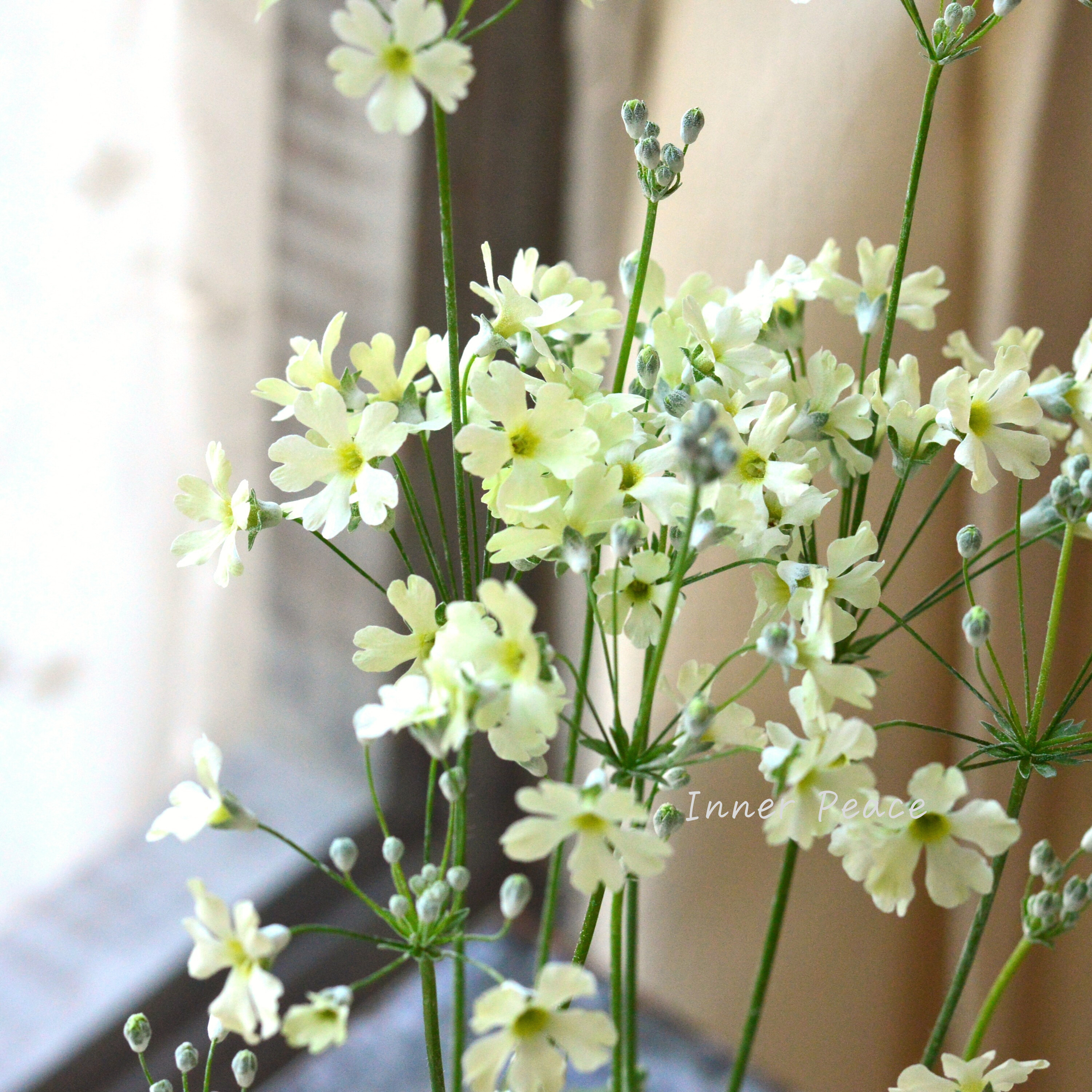 【可憐】 プリムラ マラコイデス 『イーライム22』 3.5寸POT