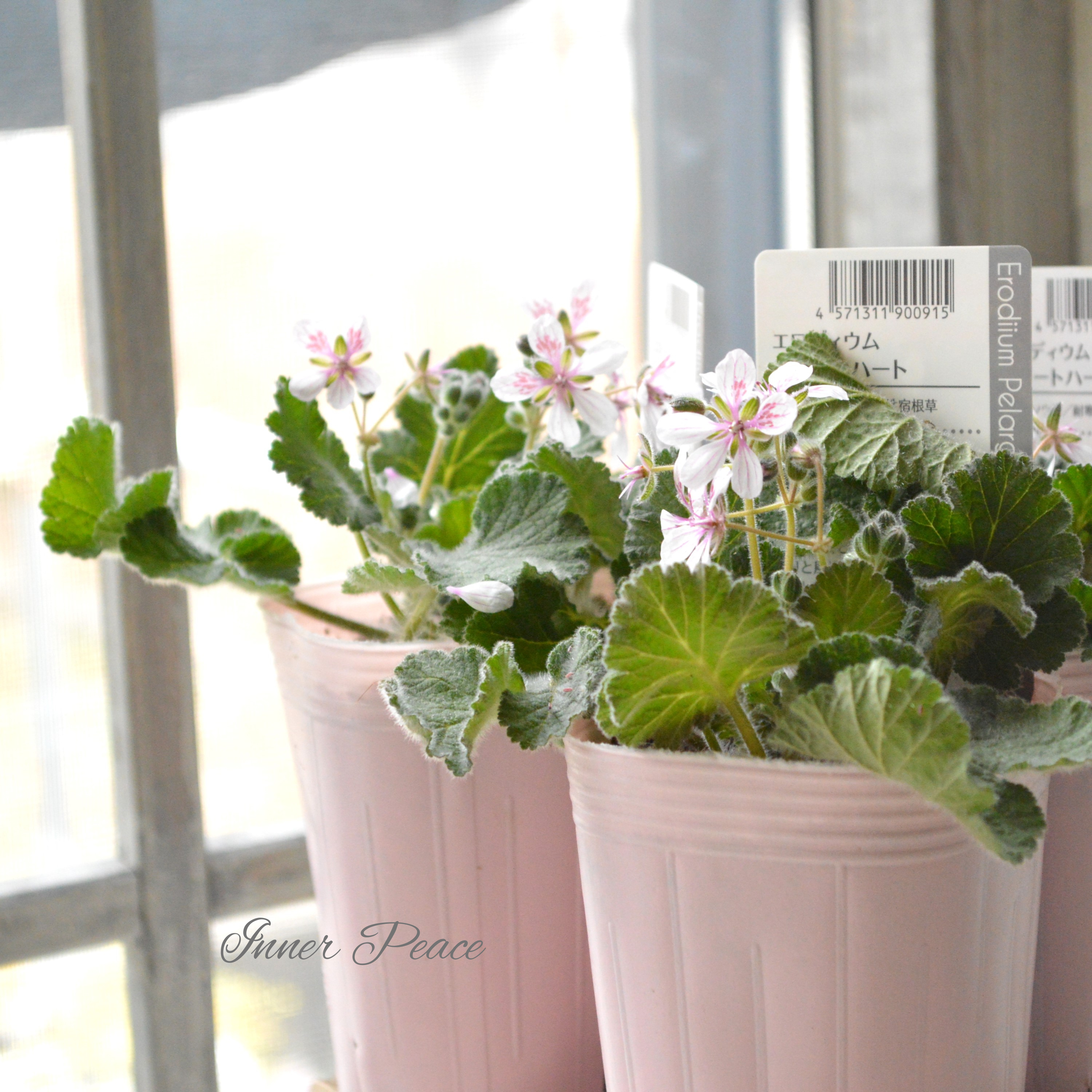 【オシャレ】 エロディウム ペラルゴニフロラム 『スイートハート』 3寸POT