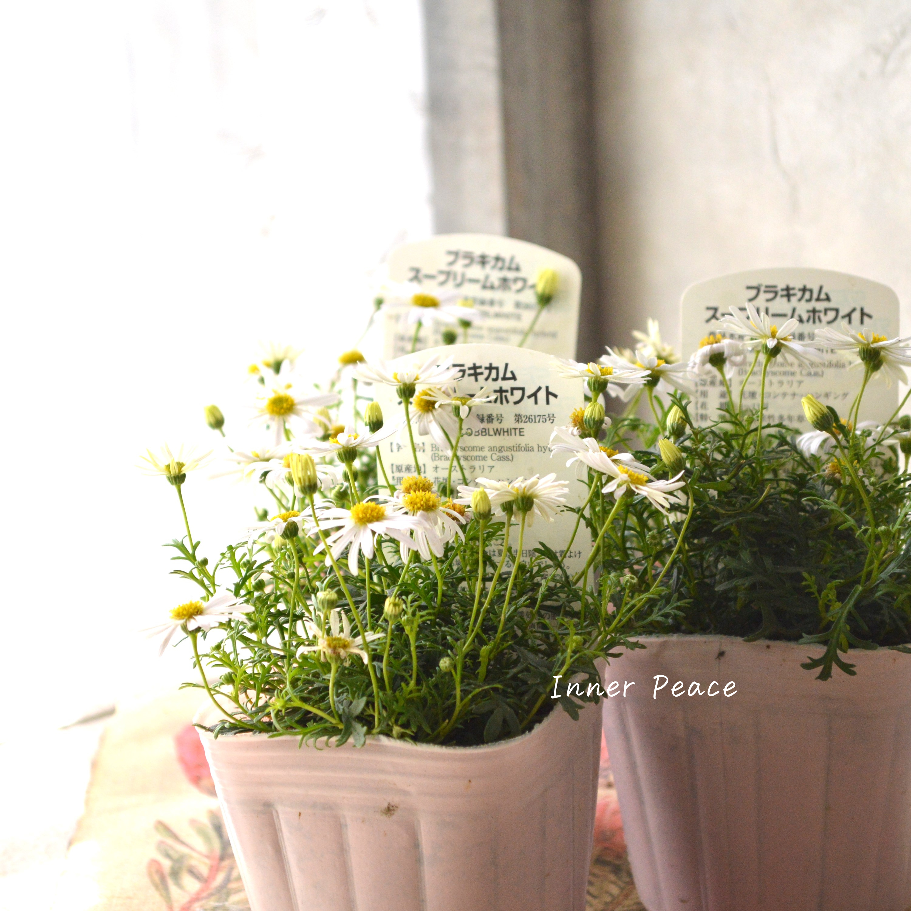 【かわいい】 ブラキカム 『スープリームホワイト』 3寸POT