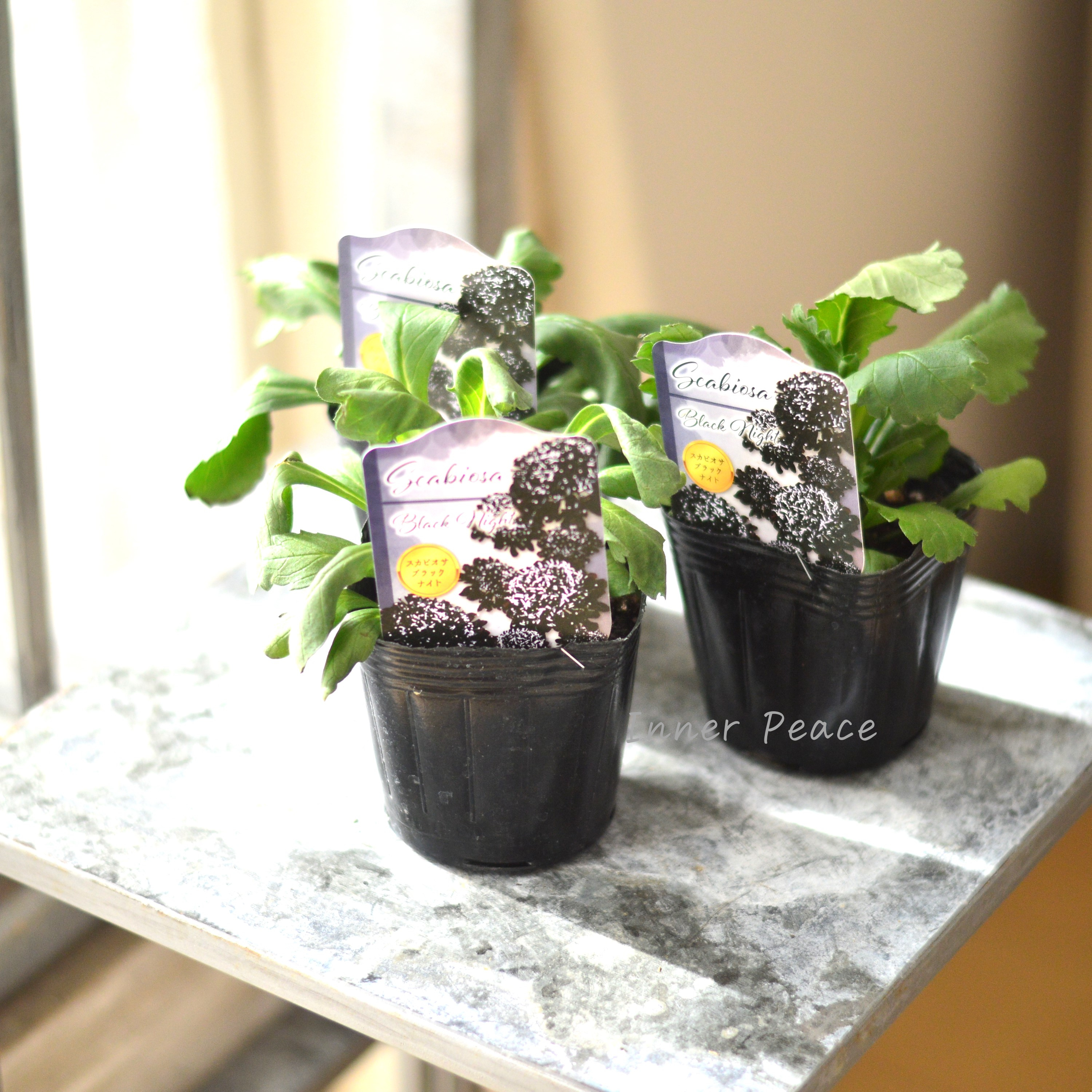 【美しい】 スカビオサ 『ブラックナイト』 植え込み用 3寸POT