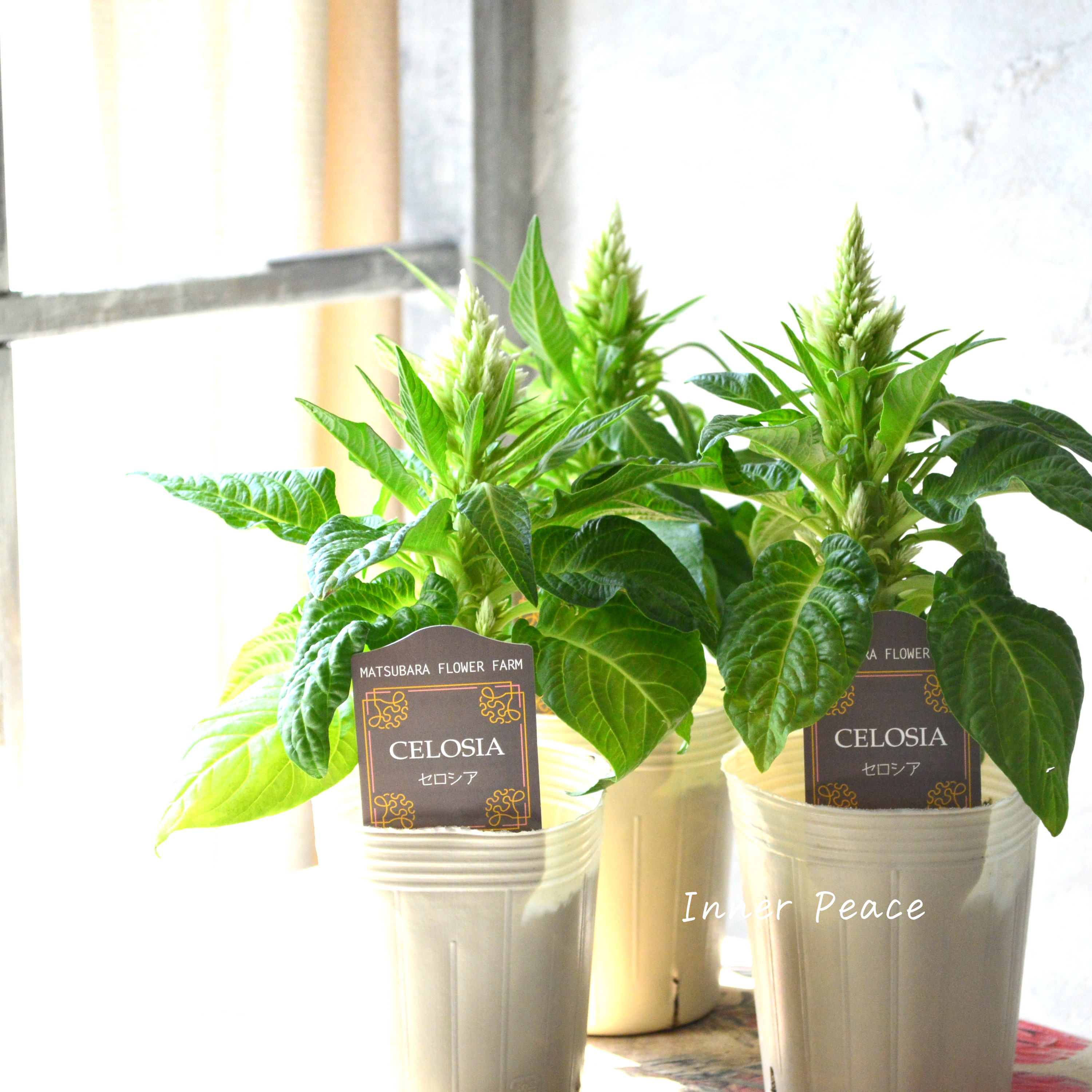 【マツバラフラワーファームさん】 セロシア 『サンディグリーン』 3寸ロングPOT