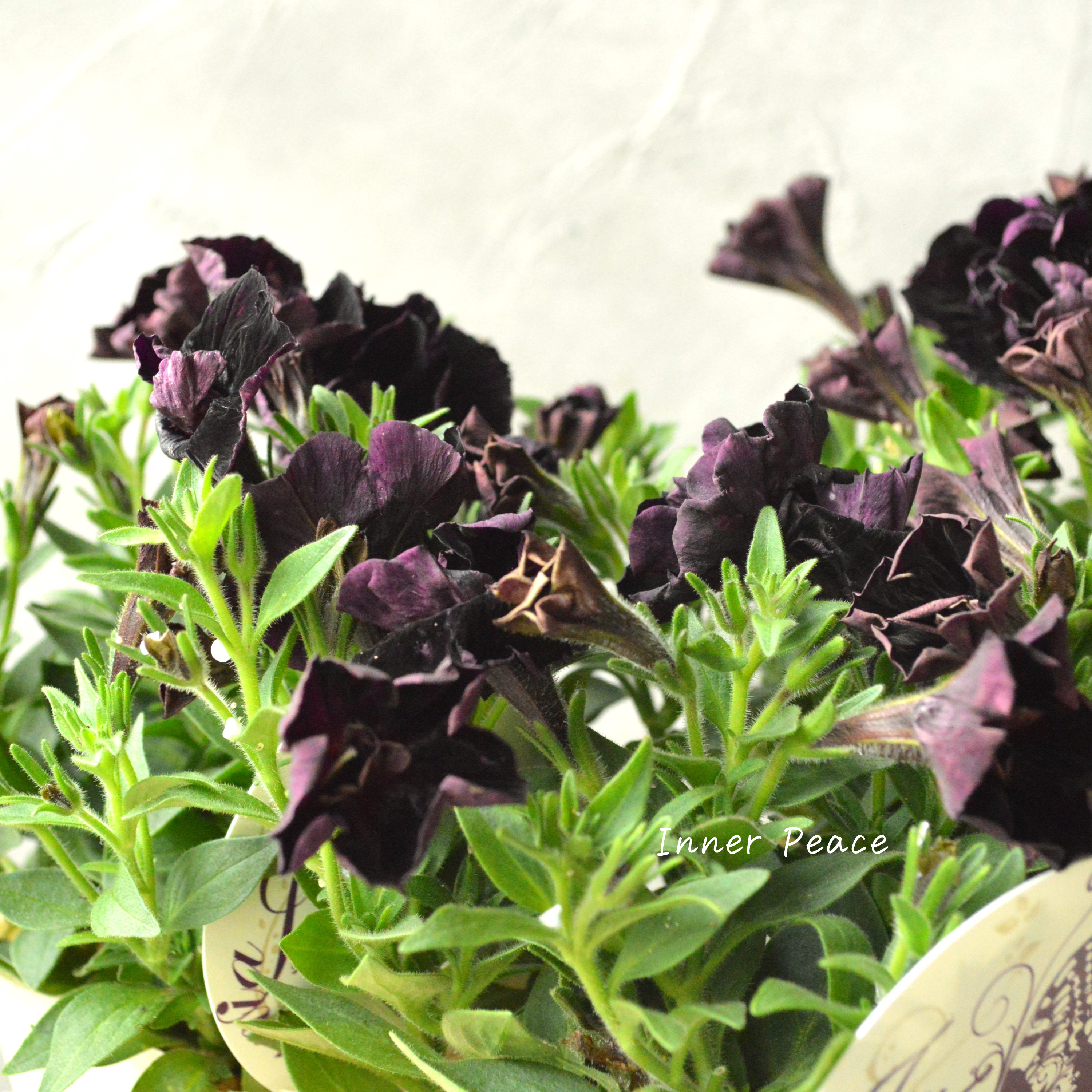 【花芳さんオリジナル】 八重咲きペチュニア 『ジュリエット・ブラック』 3.5寸POT