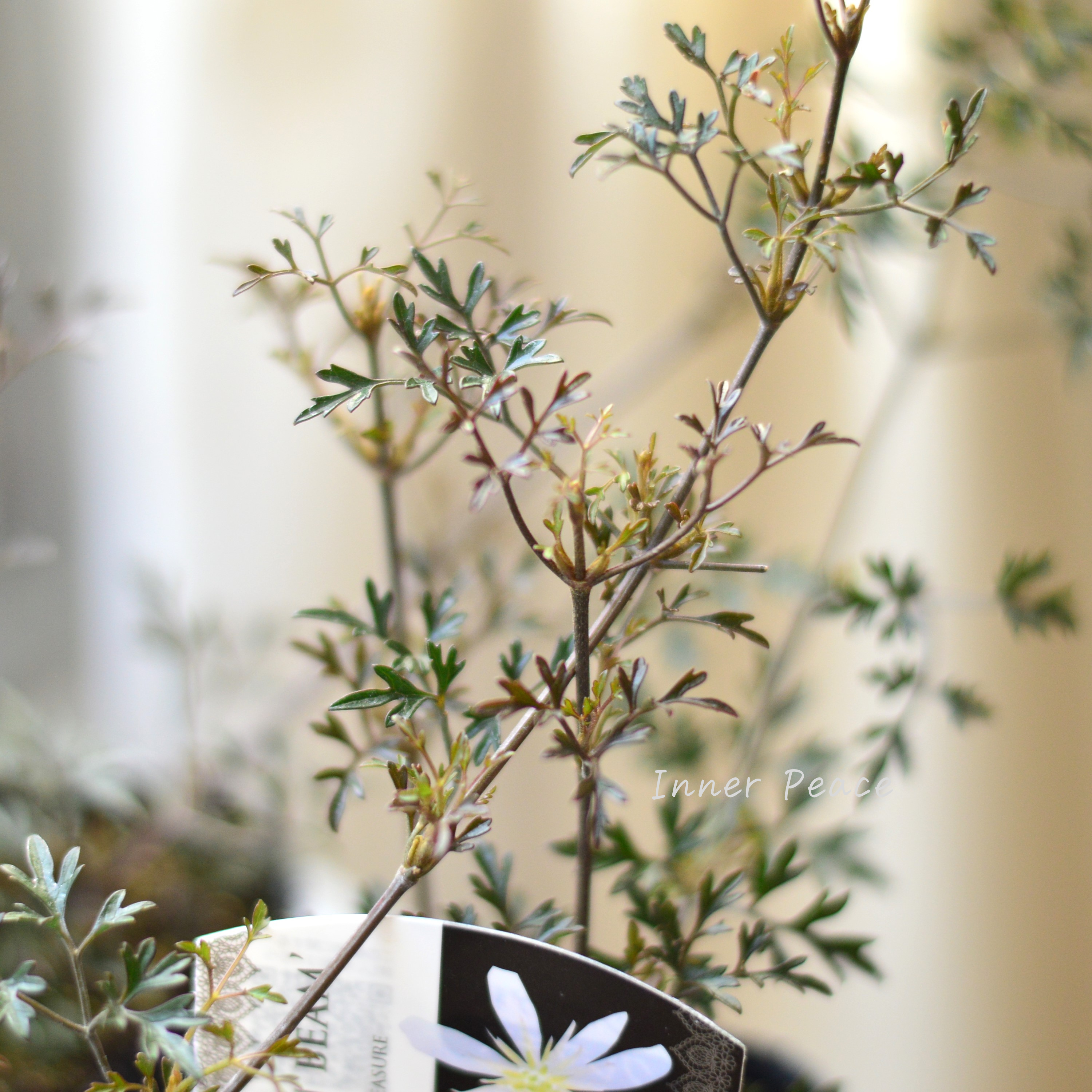 【常緑】 クレマチス 『ムーンビーム』 3寸POT