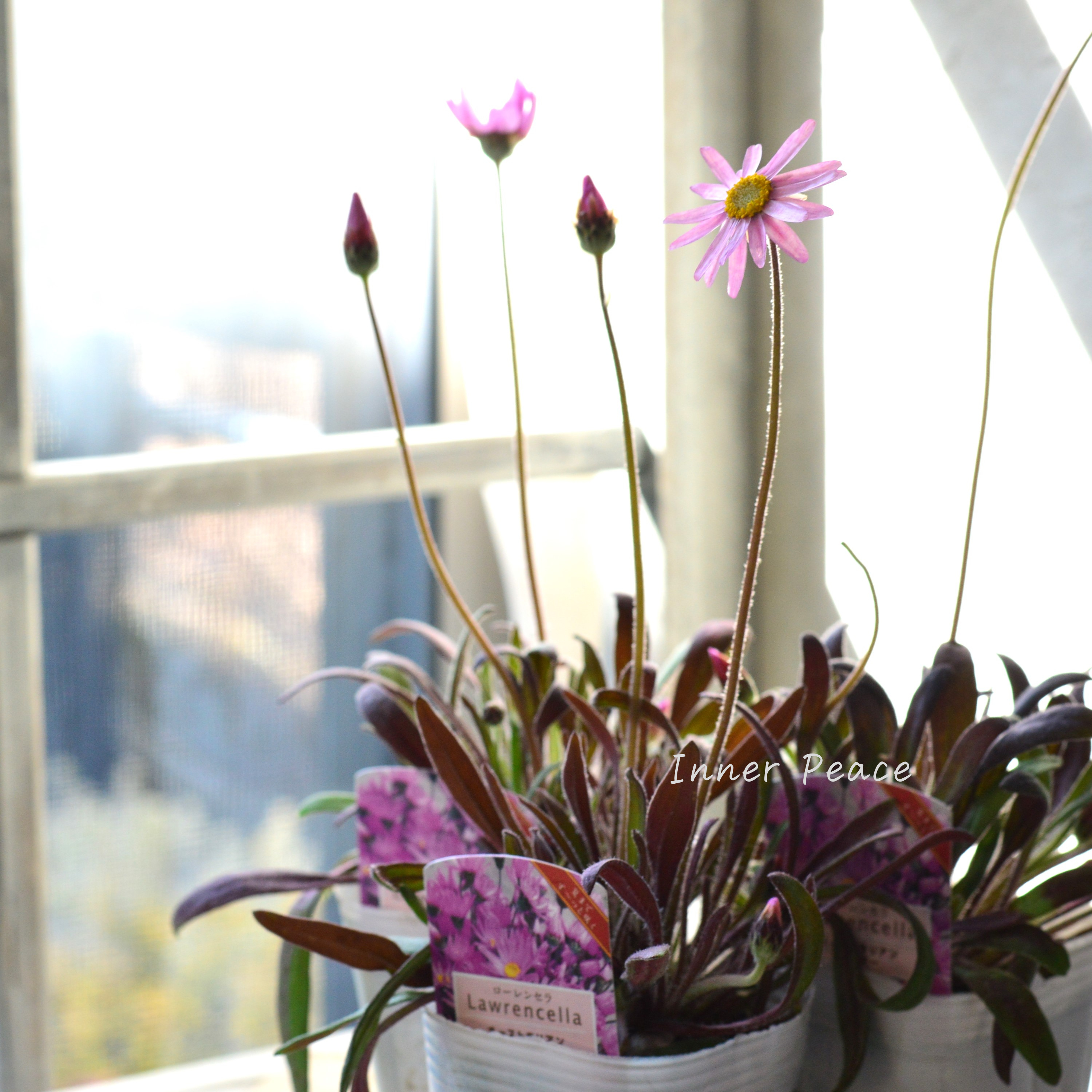 【開花期間が長い】 ローレンセラ 3寸POT