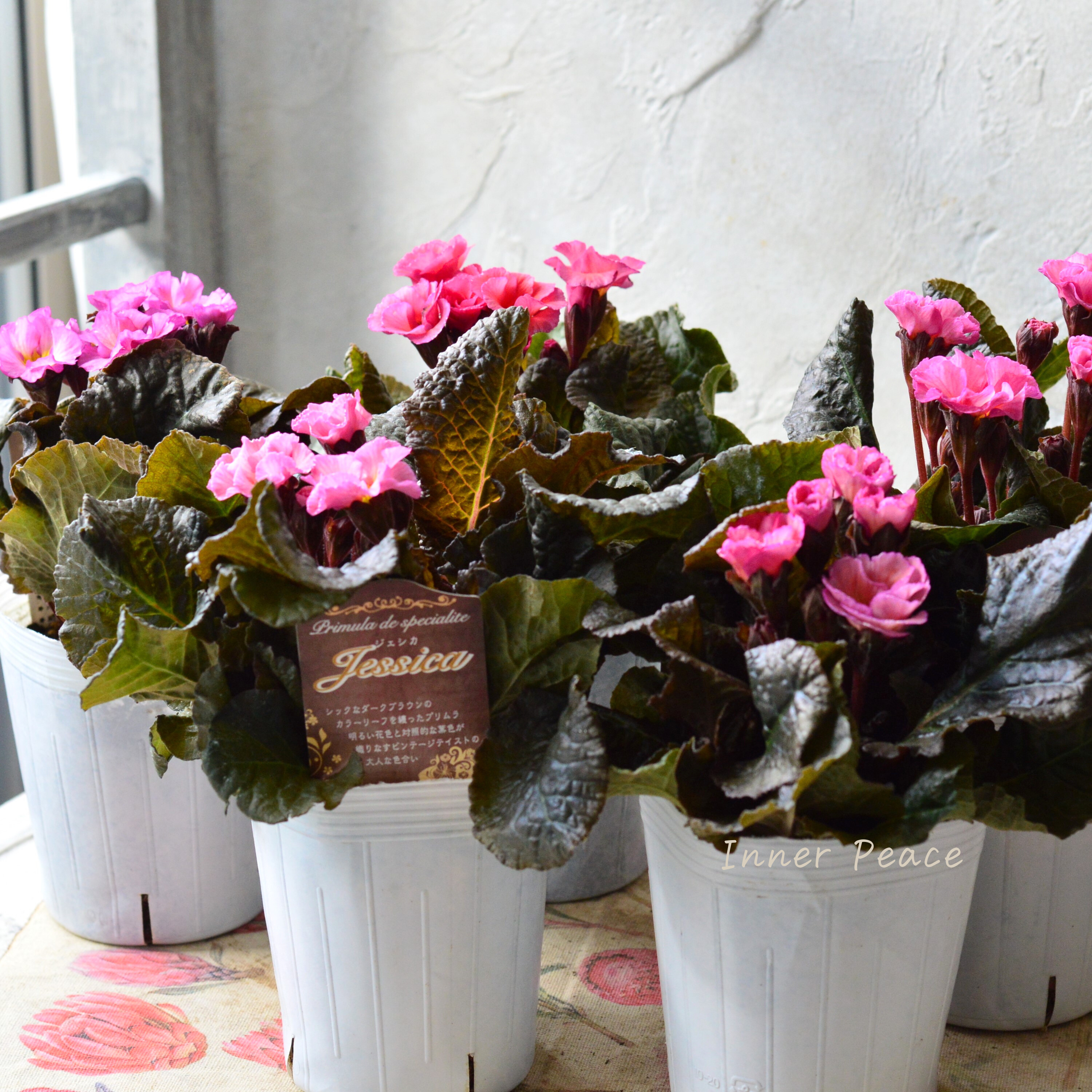 【松原園芸さん】 銅葉プリムラ 『ジェシカ・ピンク系』 3寸POT