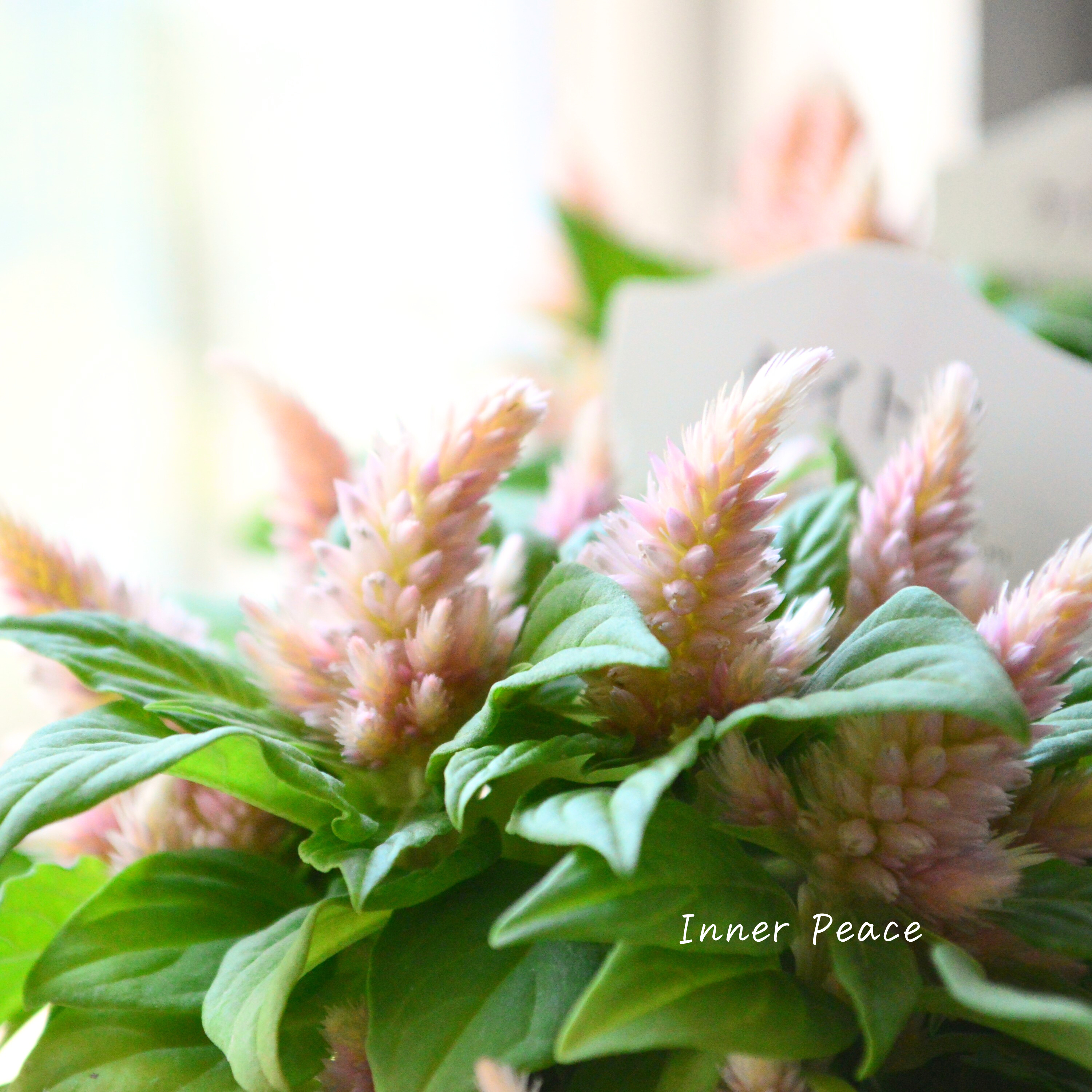 【秋のお花】 ケイトウ(多粒撒き) 『サーモンピンク』 3寸POT