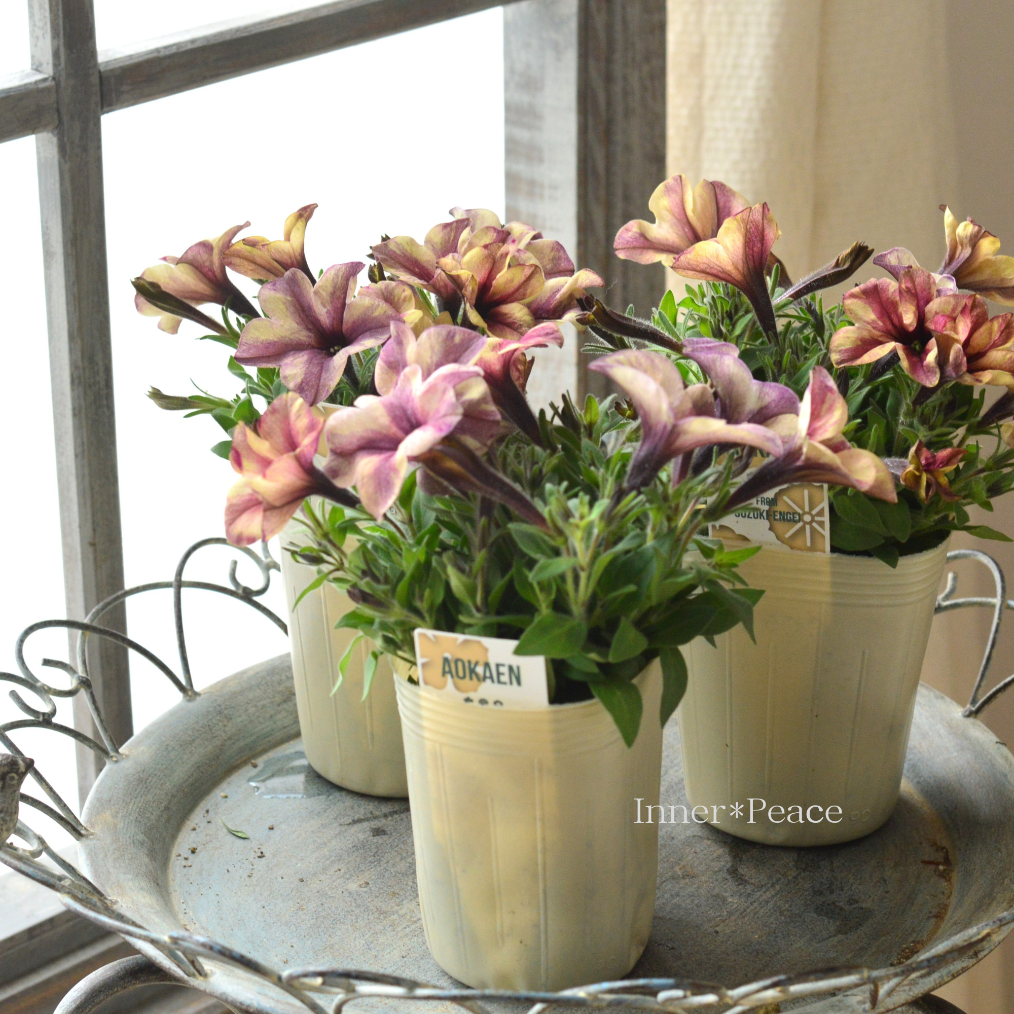 【AOKAENさん】 ペチュニア 『マチュア・ホワイトイチジク』 3寸ロングPOT