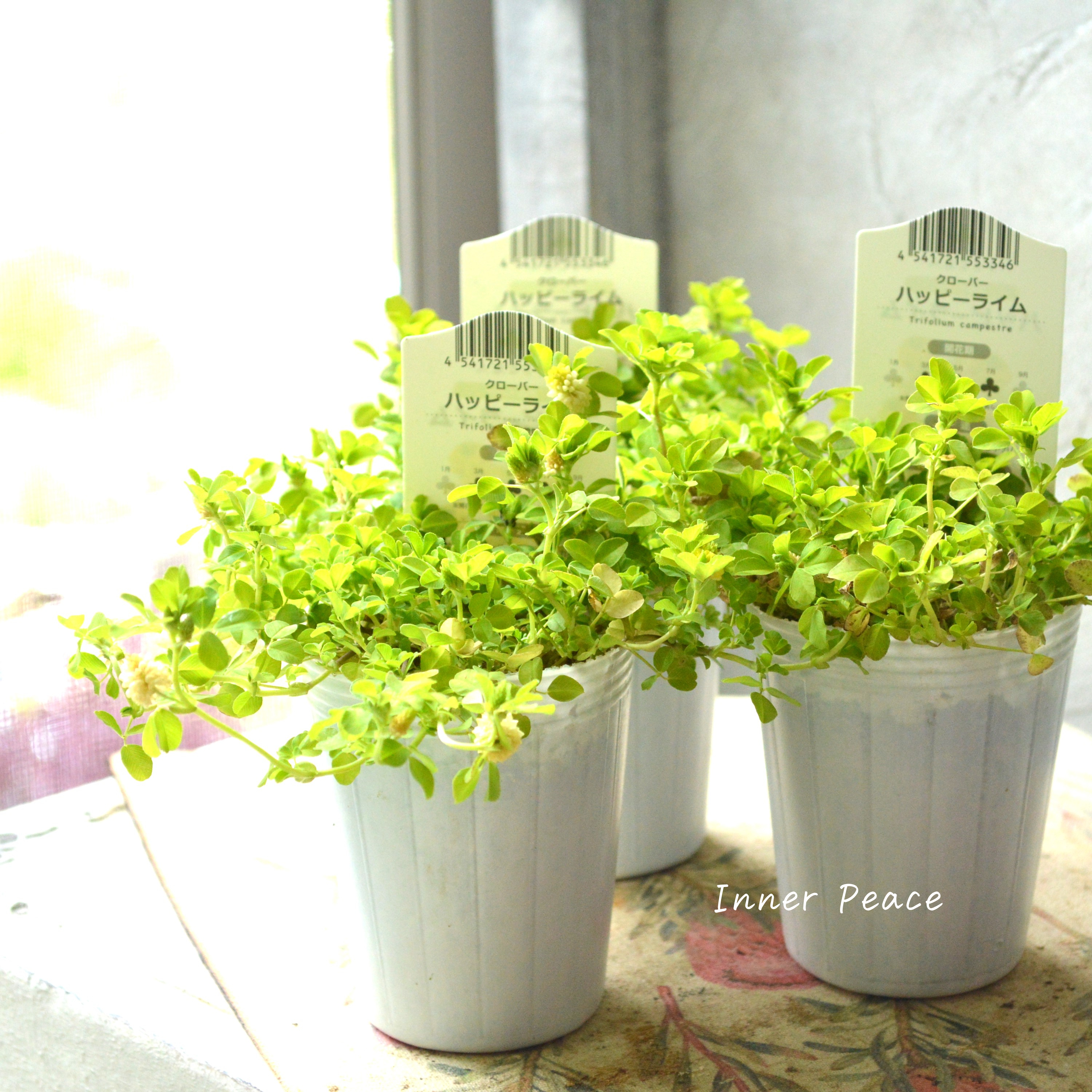 【爽やか】 クローバー 『ハッピーライム』 2.5寸ロングPOT