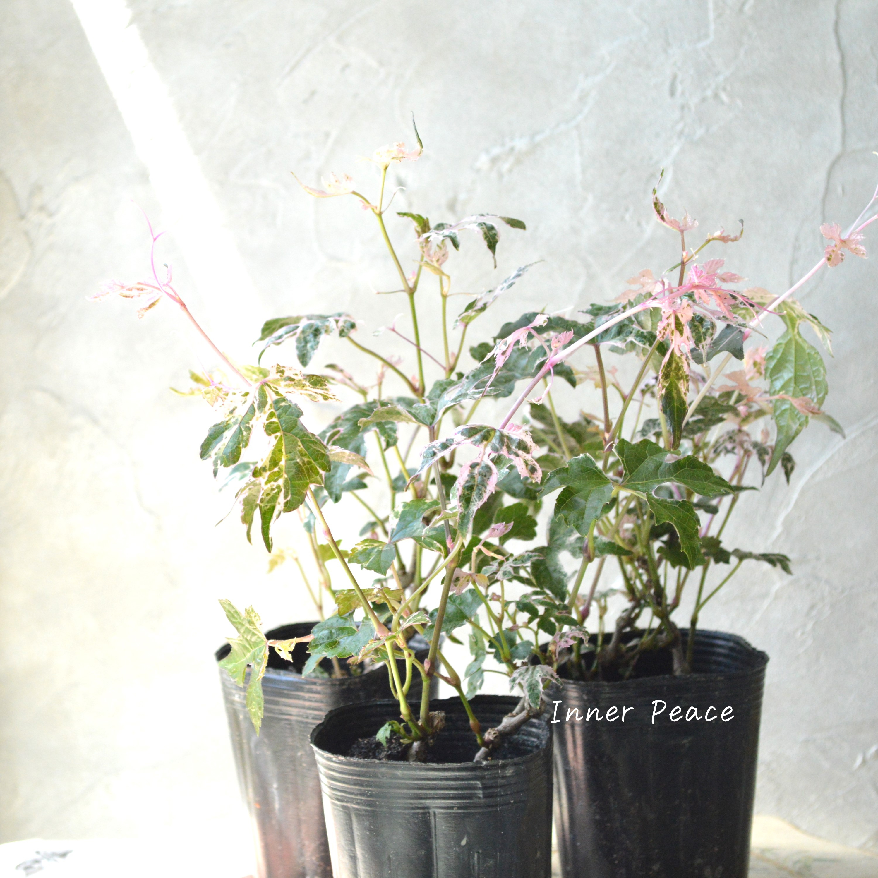 【美しい】 斑入りノブドウ 『エレガンス』 3~3.5寸POT